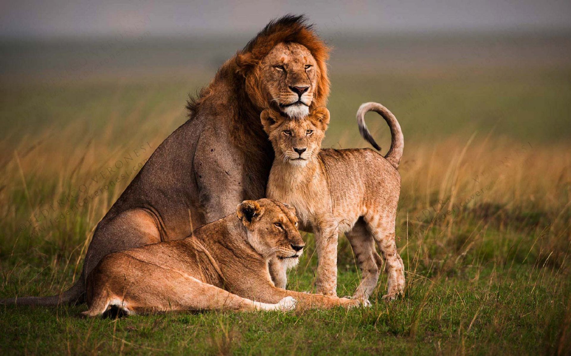 Lion Family Wallpapers - Wallpaper Cave