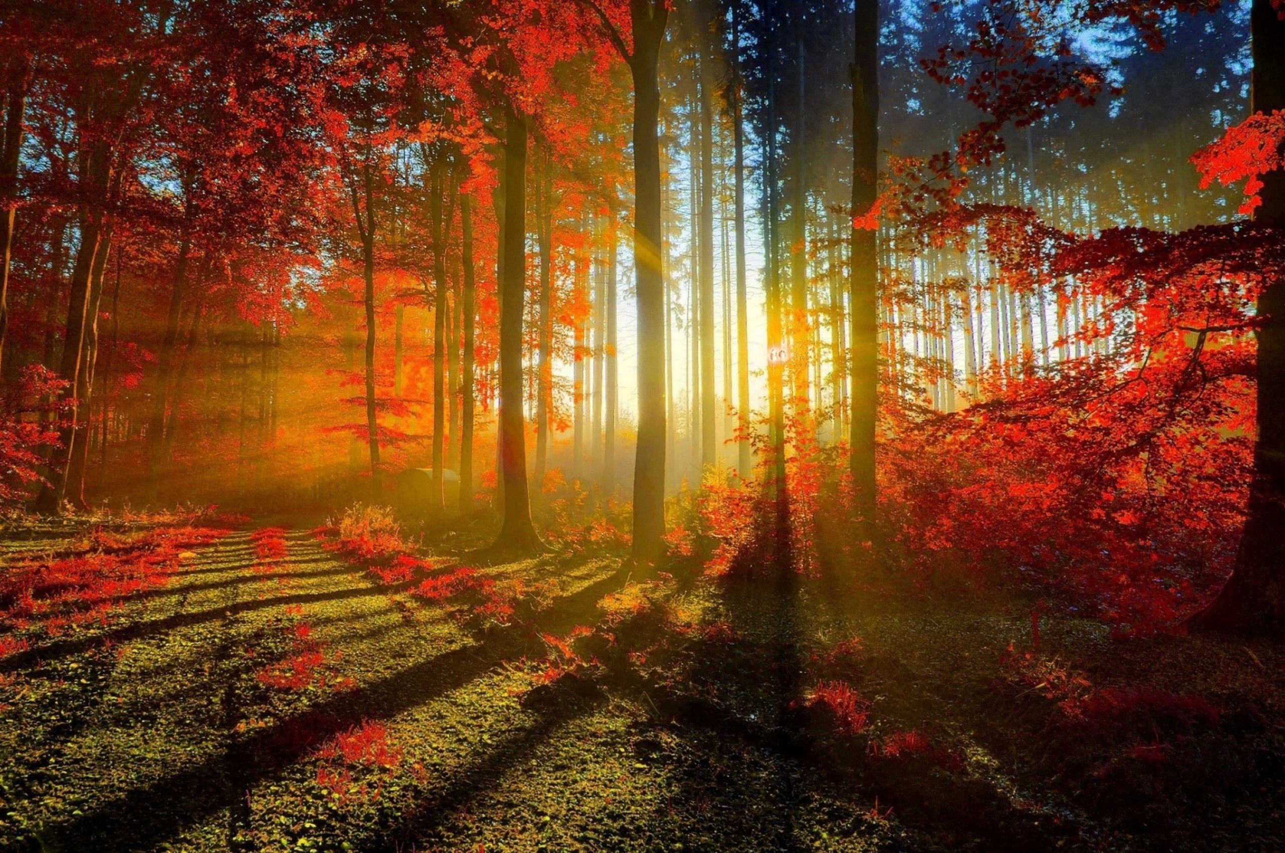 Download 2560x1700 Autumn, Sunrays, Trees, Forest, Fall Wallpaper for Chromebook Pixel
