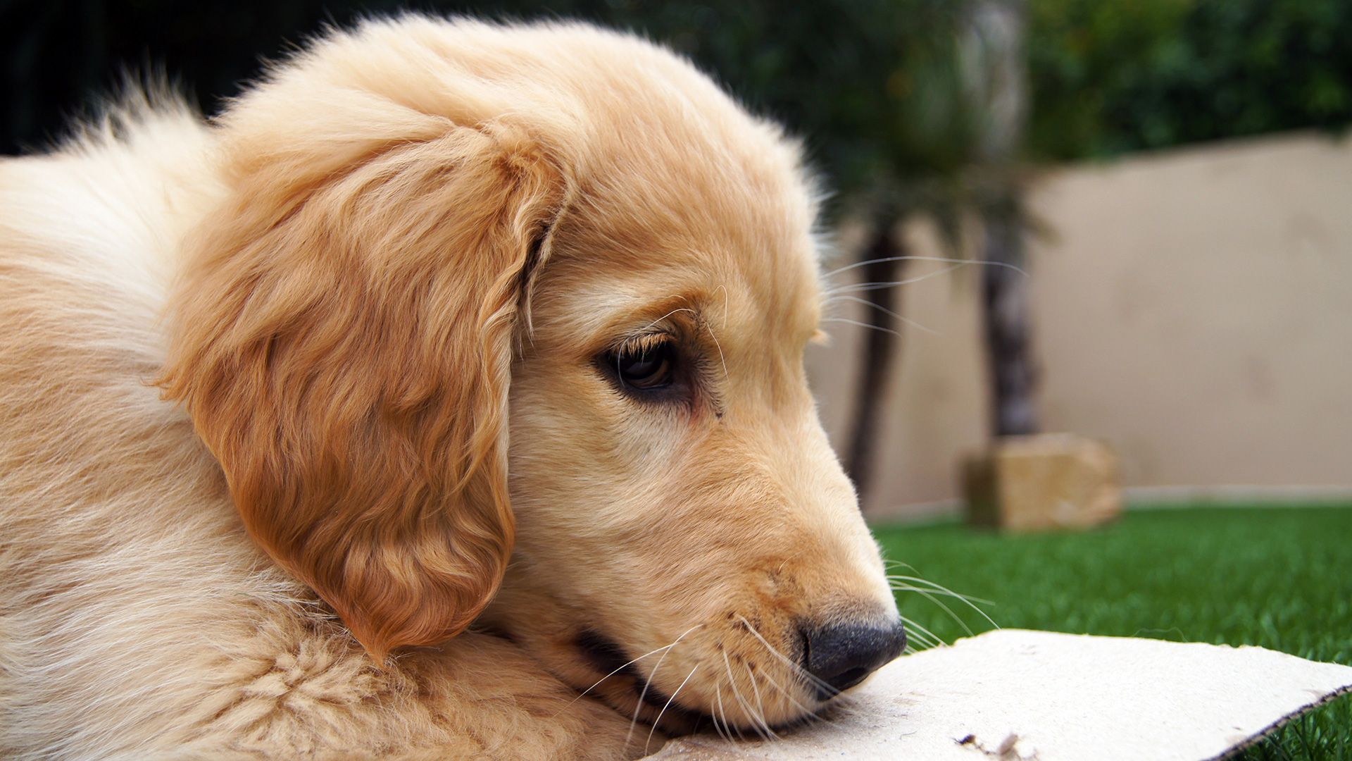 HD Golden Retriever Dog Wallpaper