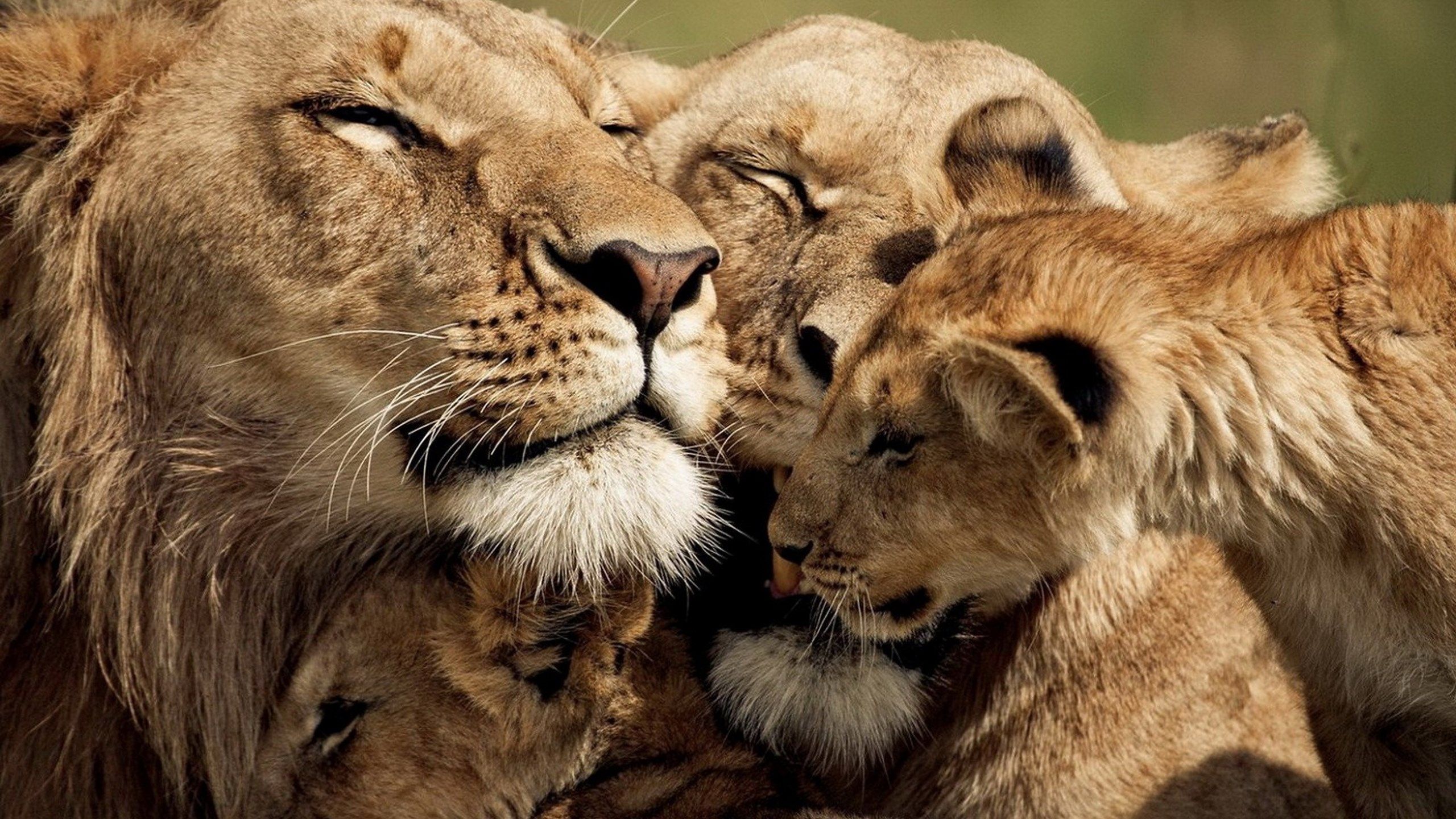lion family image. Mocah.org HD Desktop Wallpaper