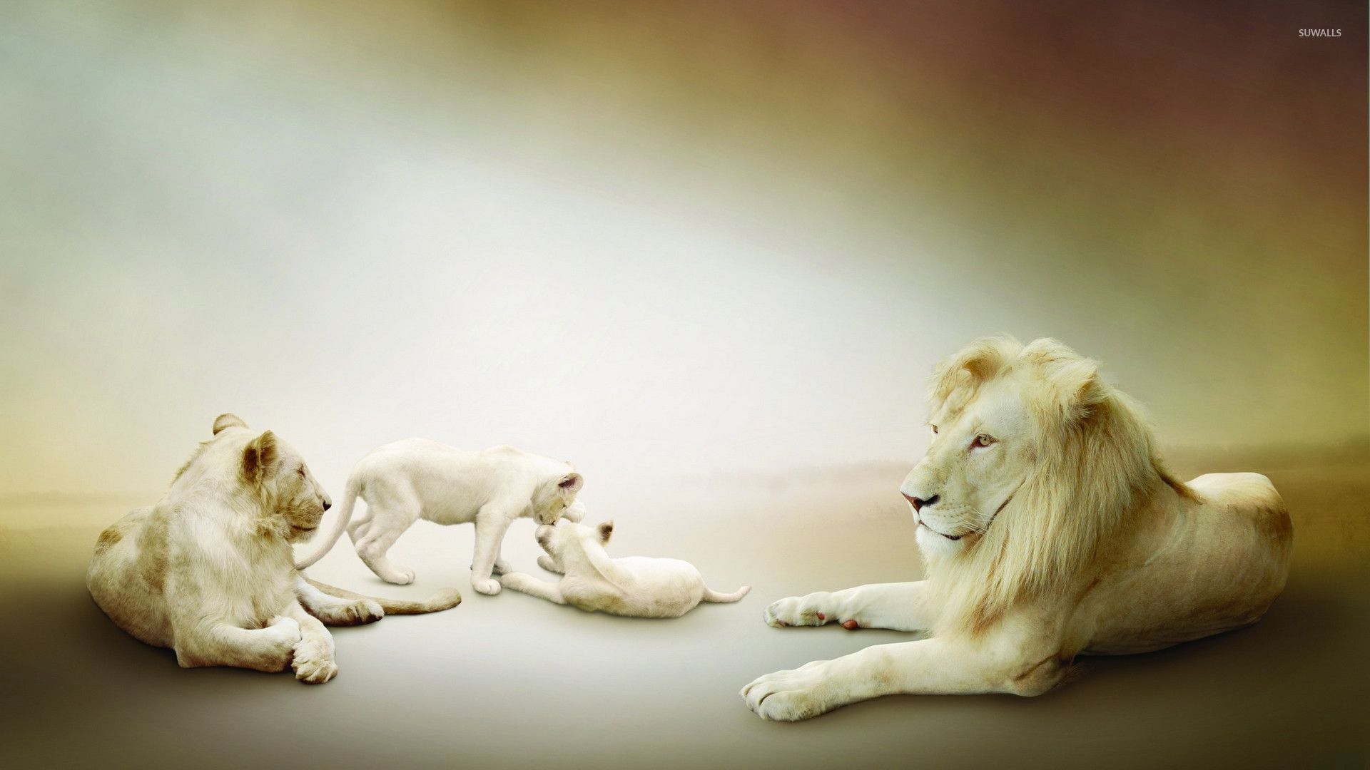 Albino lion family wallpaper wallpaper