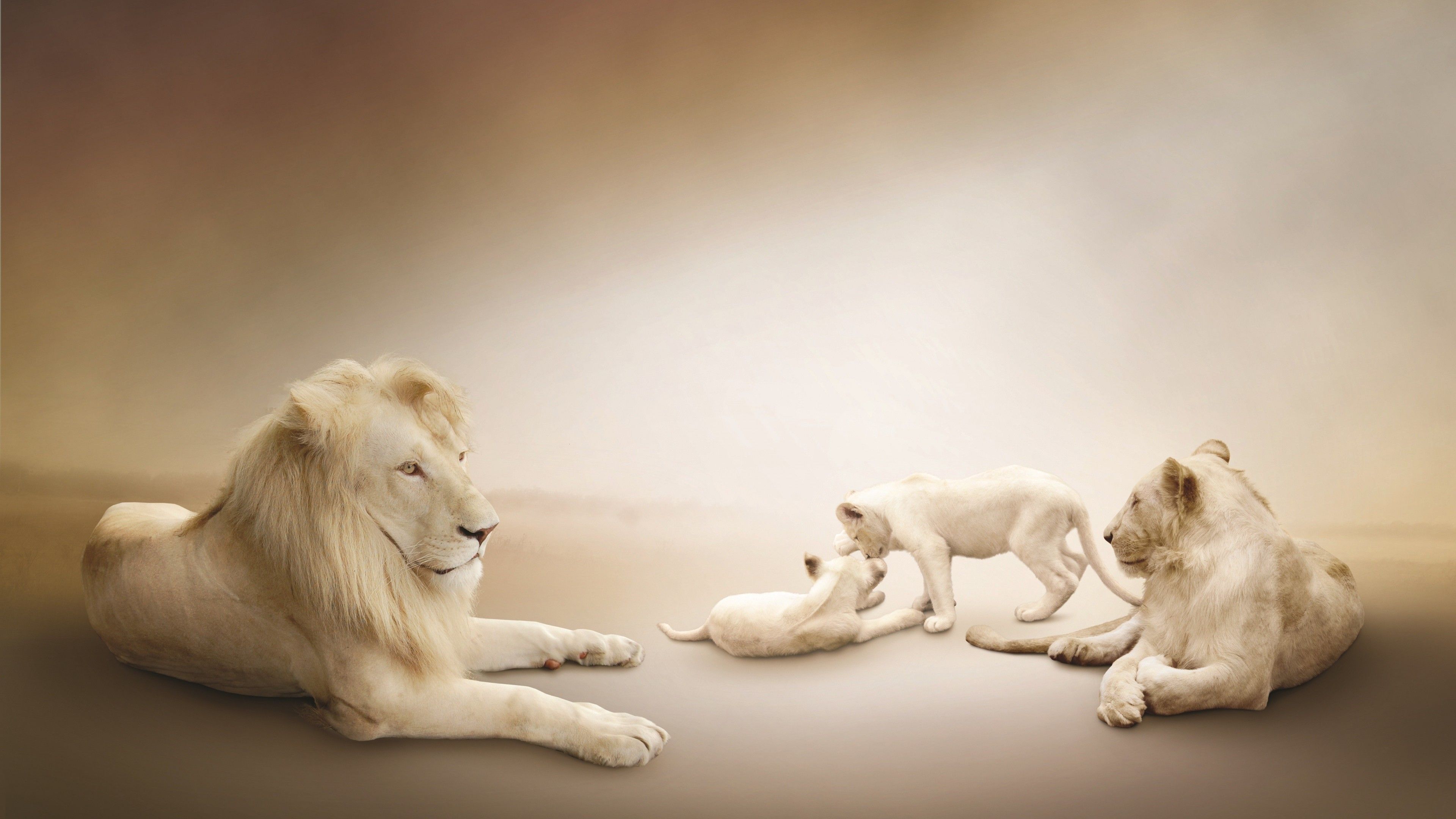 Wallpaper White lion, Lion Family, white background, Animals