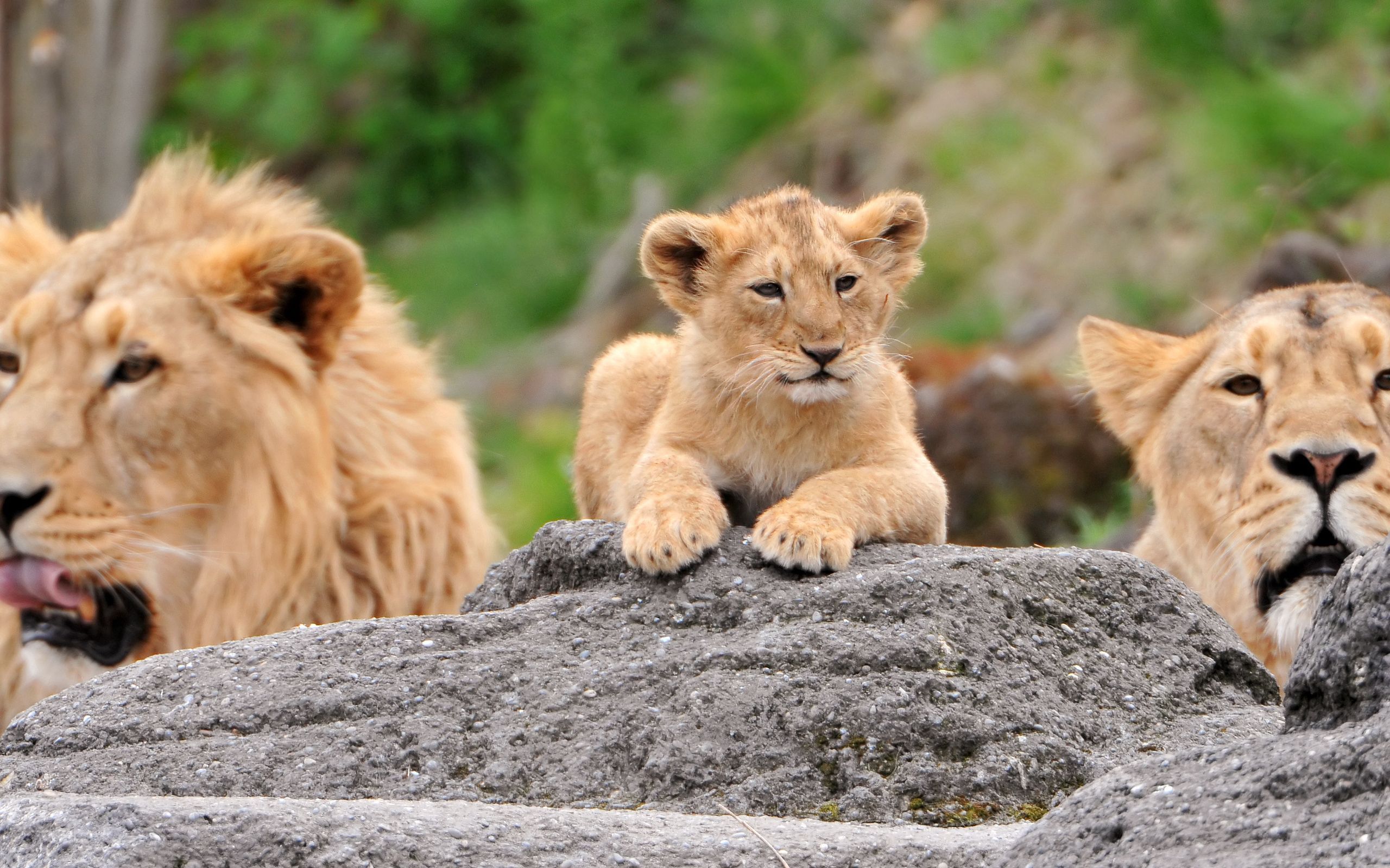 Download wallpaper 2560x1600 lions, family, lioness, lion cubs, lie HD background