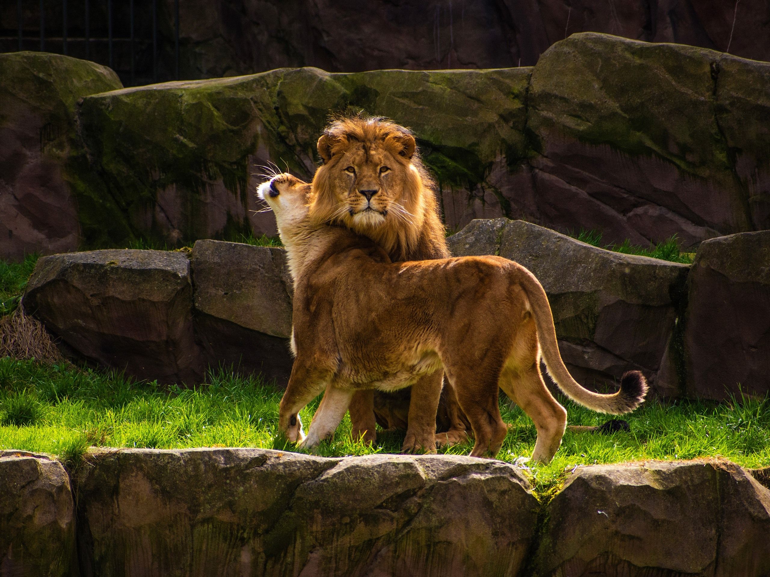 Wallpaper Two lions, family 3840x2160 UHD 4K Picture, Image