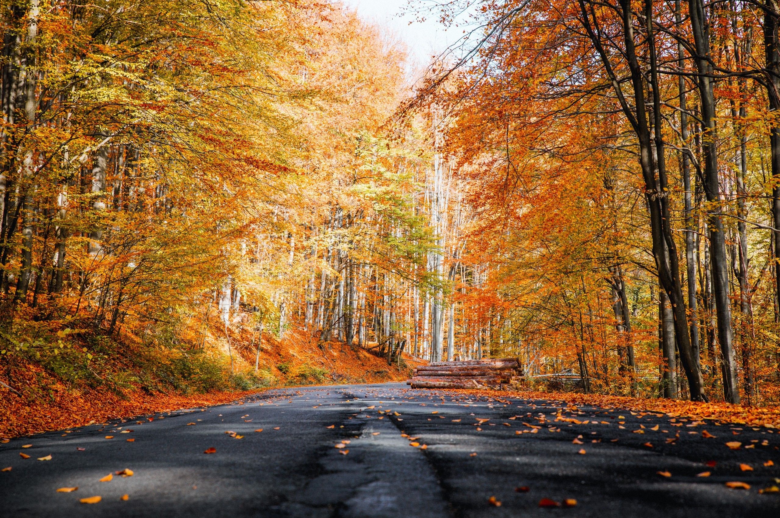 Download 2560x1700 Autumn, Road, Forest, Trees, Fall Wallpaper for Chromebook Pixel
