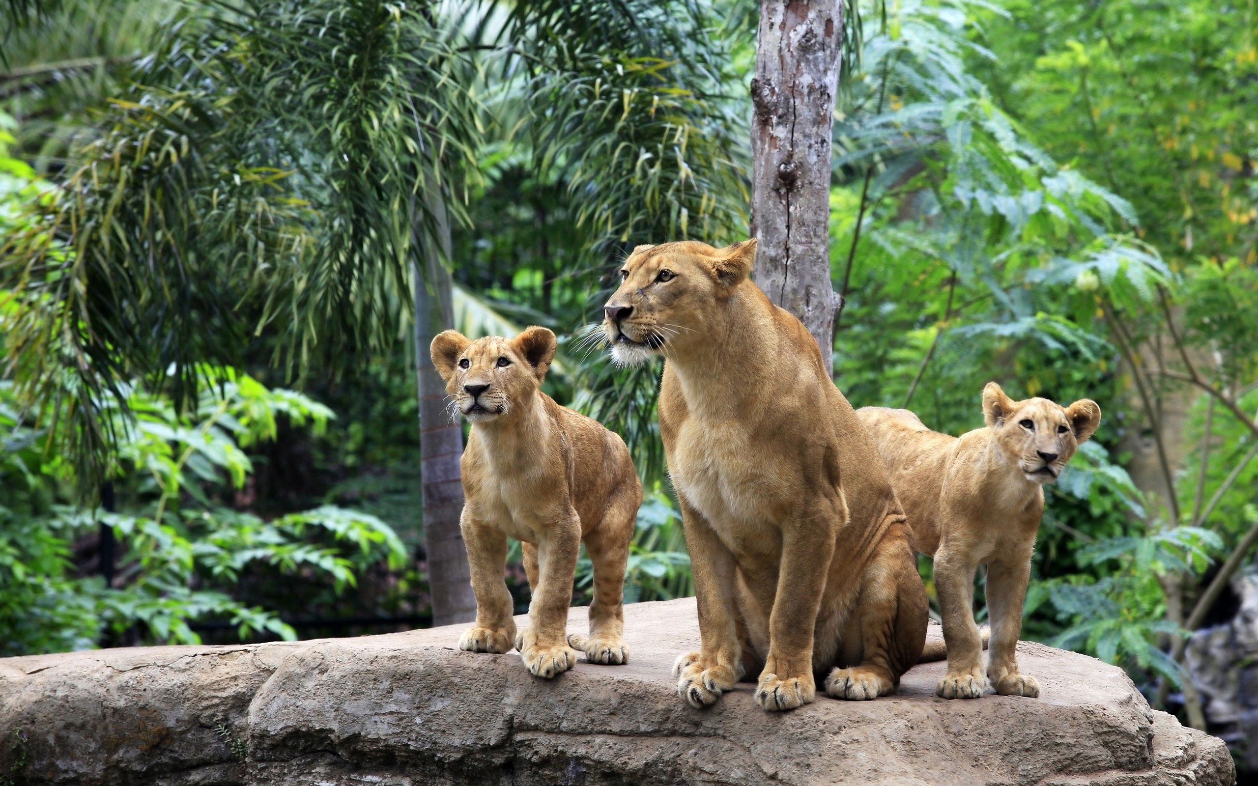 Lion family forest wallpaperx1600