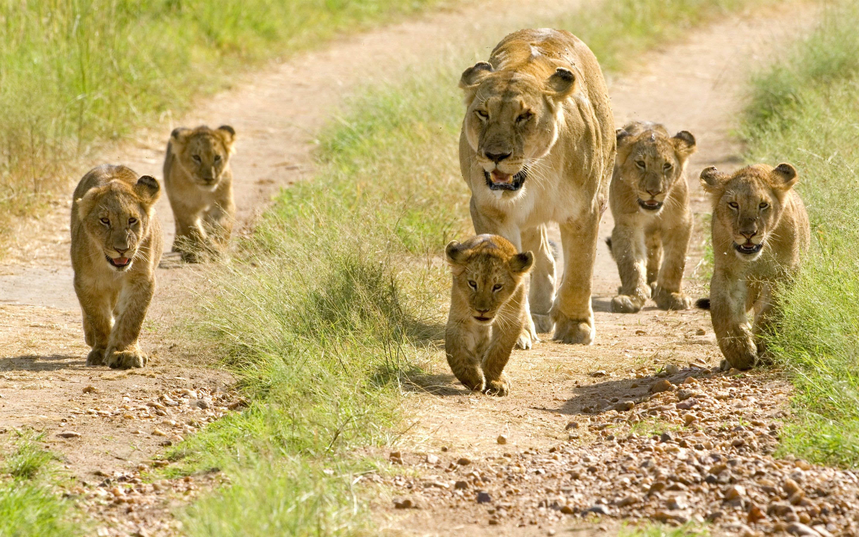 Wallpaper Lions, family, cubs, walk 2880x1800 HD Picture, Image