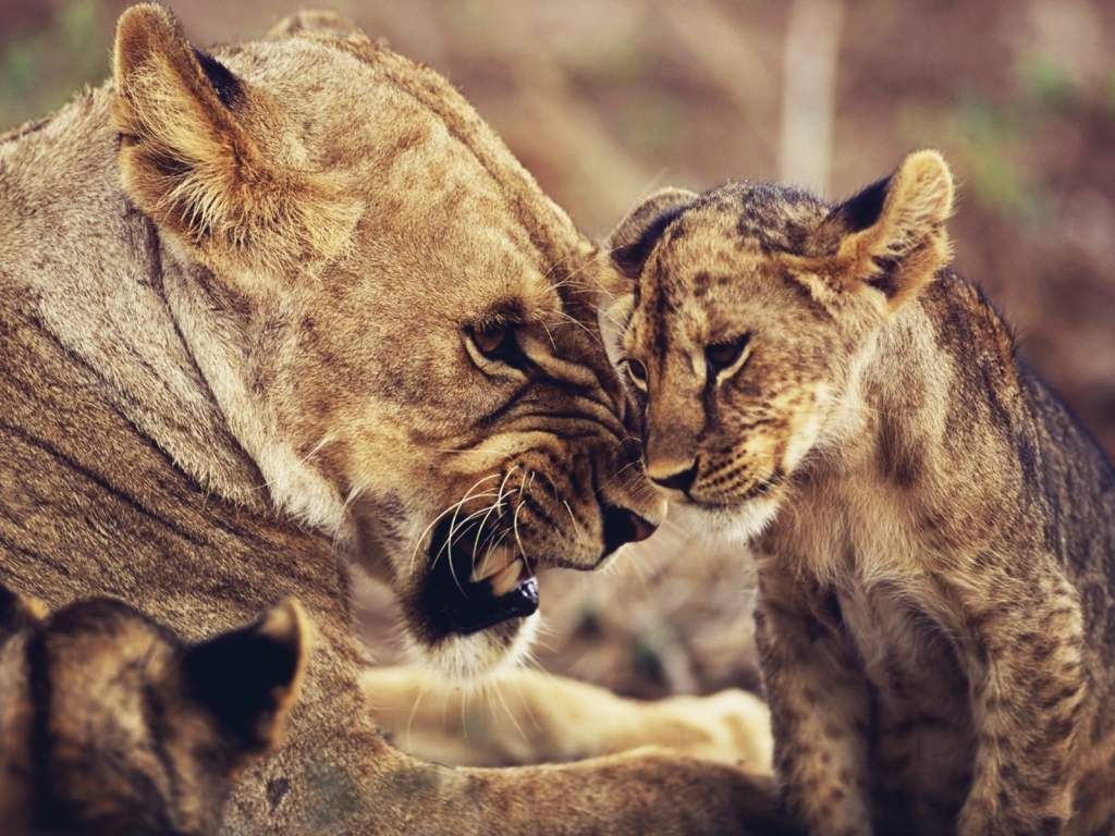 HD Wallpaper For Deskp: lion family beautiful hdwallpaper