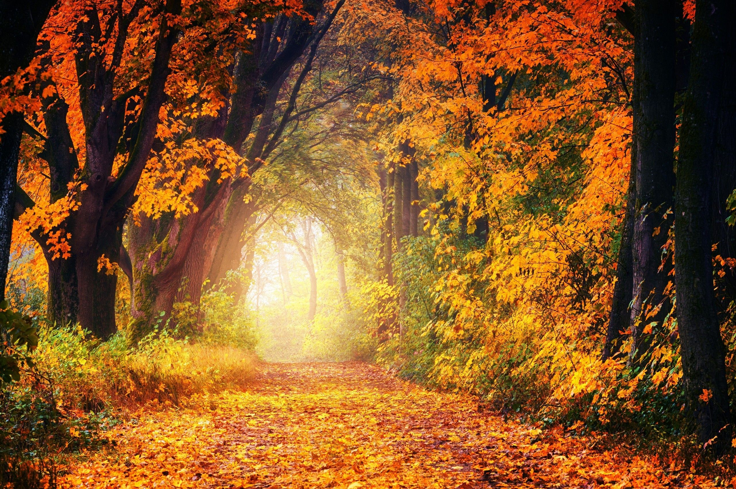 Download 2560x1700 Path, Autumn, Fall, Trees, Forest, Scenery, Cozy Wallpaper for Chromebook Pixel