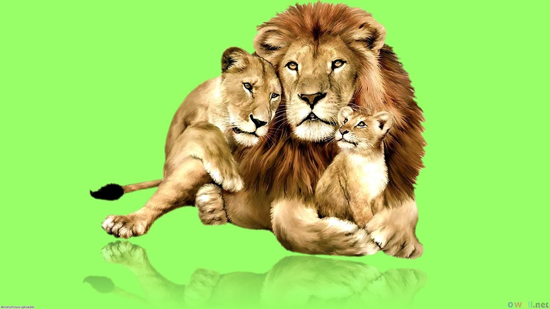 Download wallpaper: Lions, photo, family lions, download wallpaper for desktop