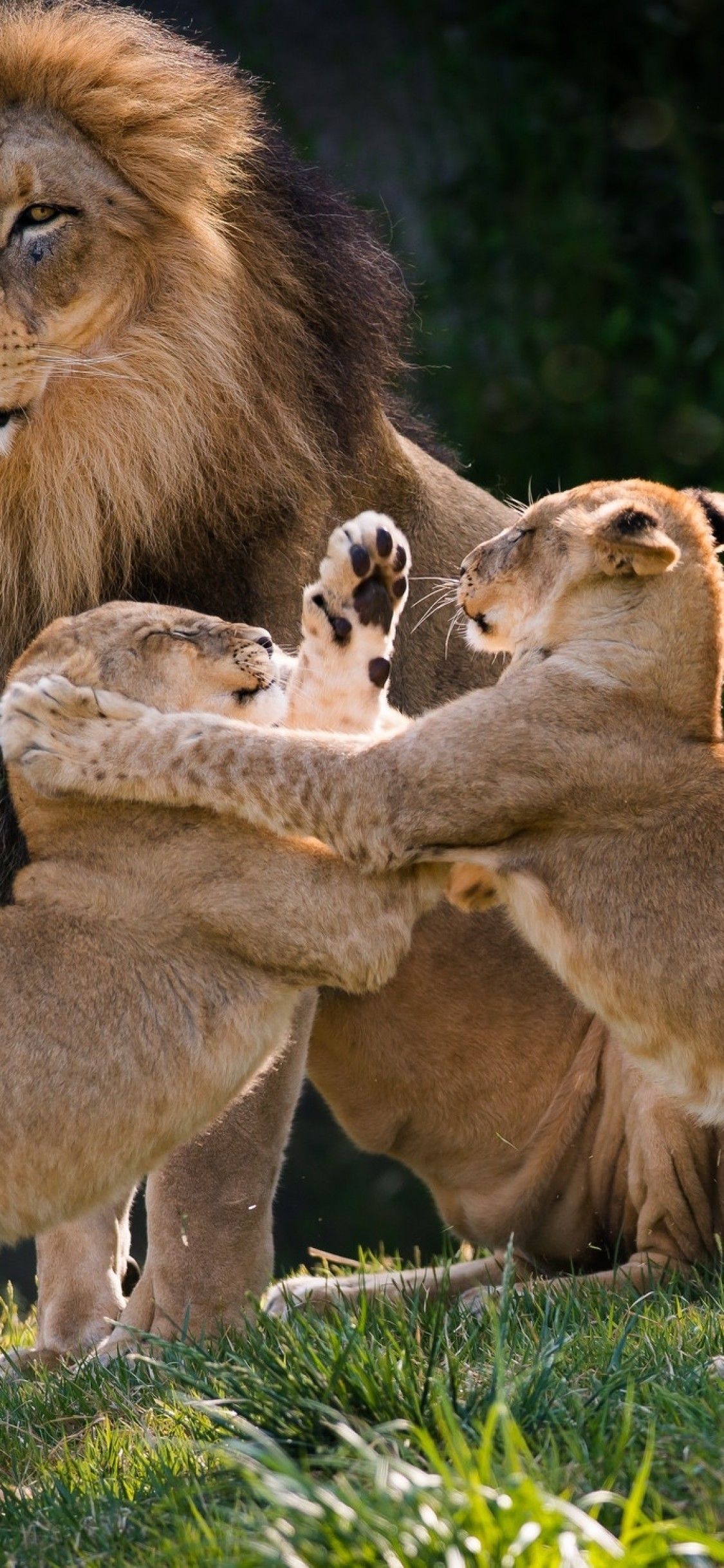 Lion Family Wallpapers - Wallpaper Cave