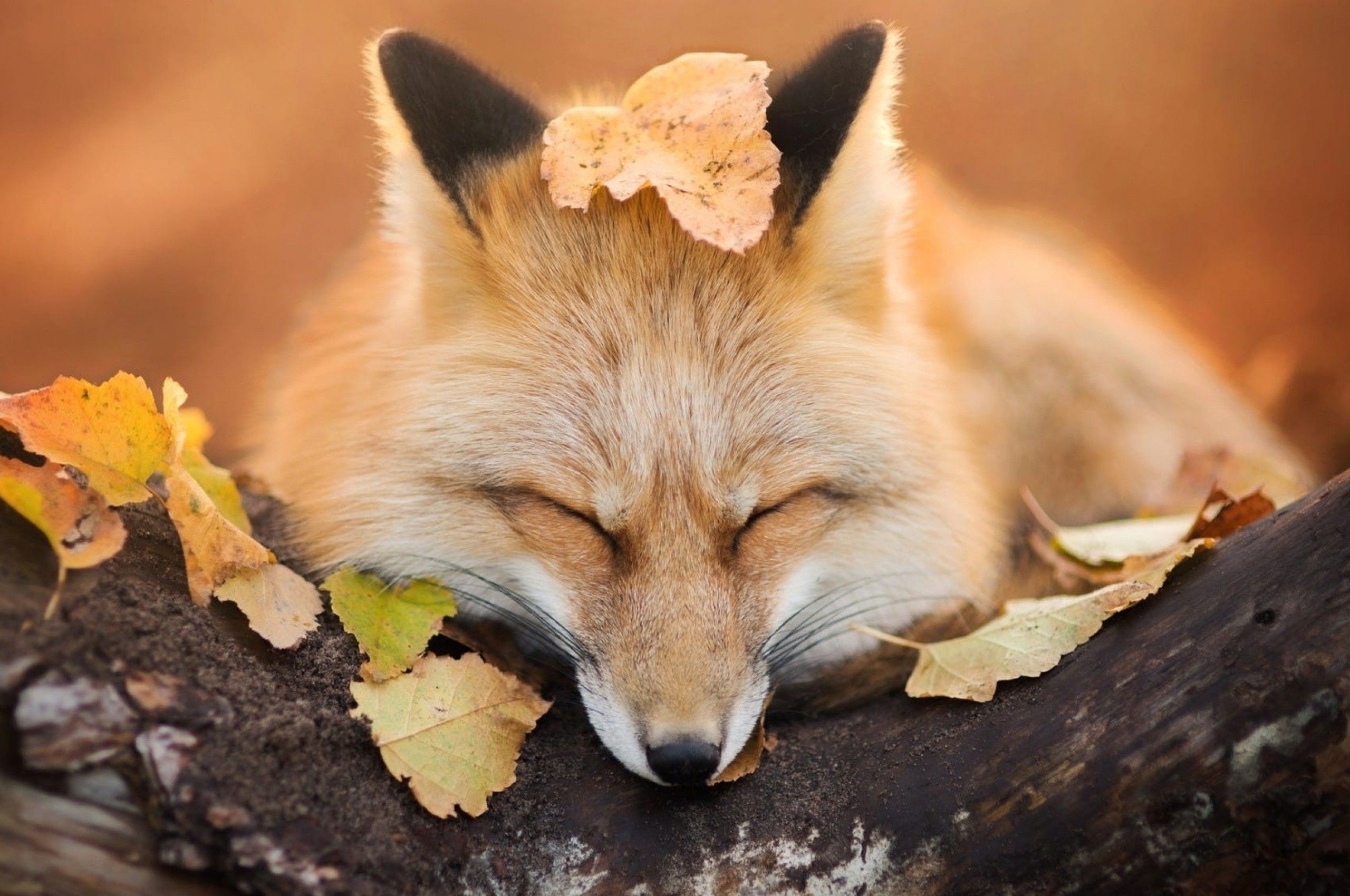 Download 2560x1700 Fox, Sleeping, Wood, Autumn, Leaves, Cute Wallpaper for Chromebook Pixel