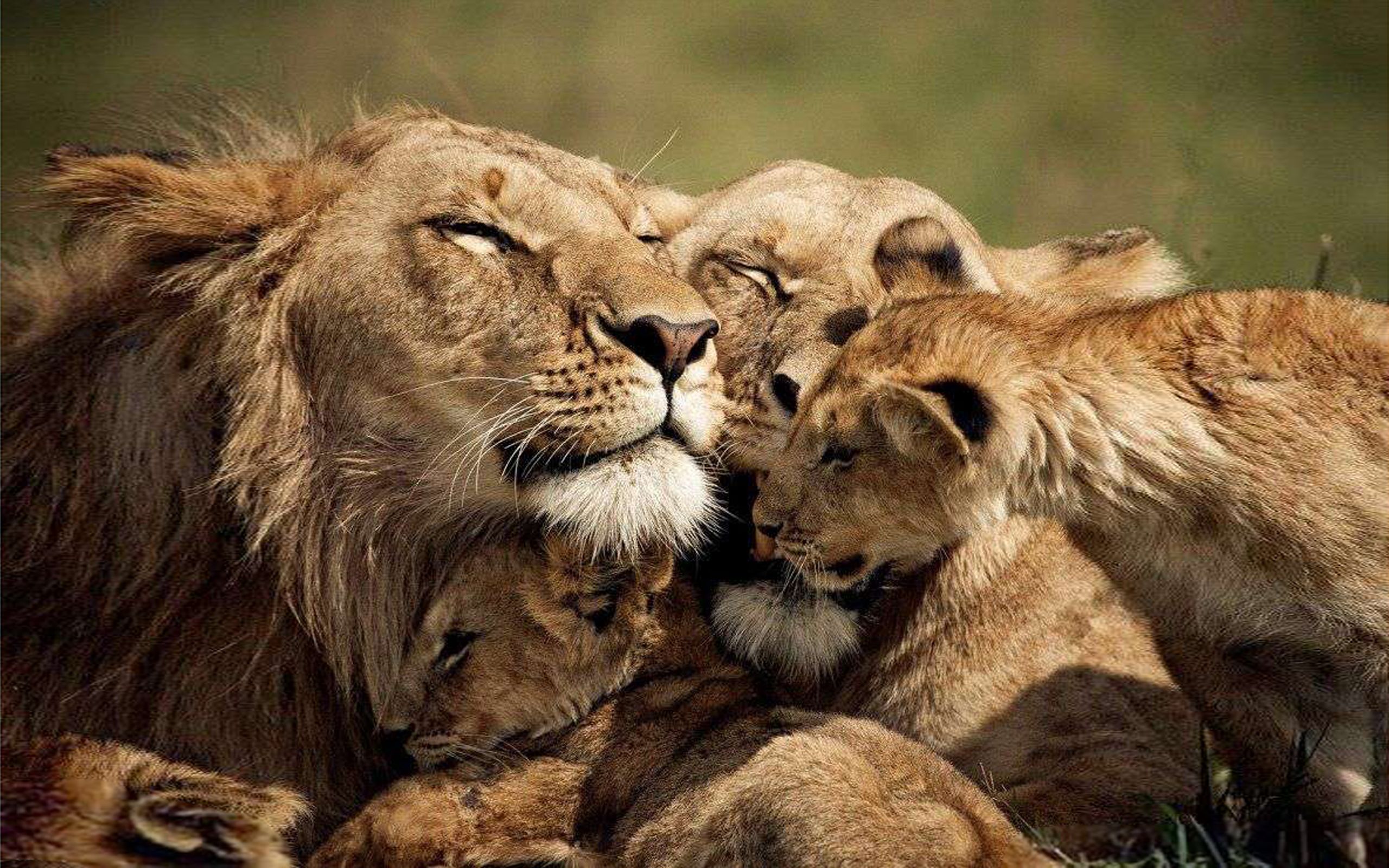 Lions Love A Family Of Lion Desktop Wallpaper HD 2560x1600, Wallpaper13.com