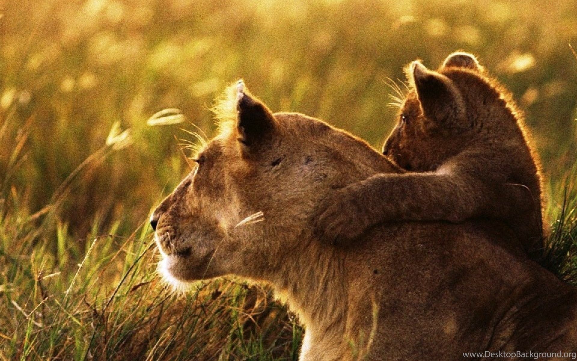 Lion Family Wallpapers - Wallpaper Cave