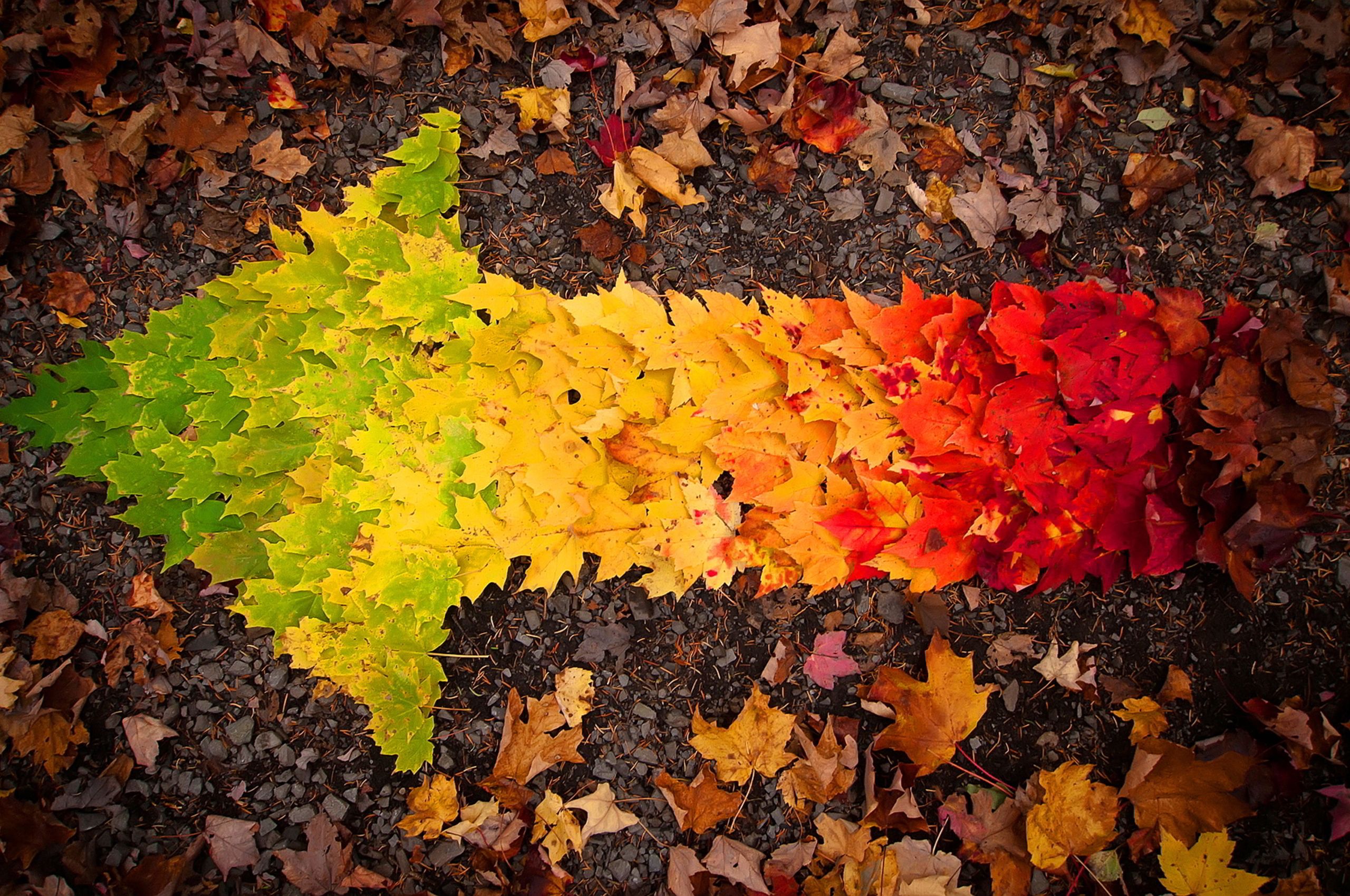 Autumn Leaves arrow Chromebook Pixel HD 4k Wallpaper, Image, Background, Photo and Picture