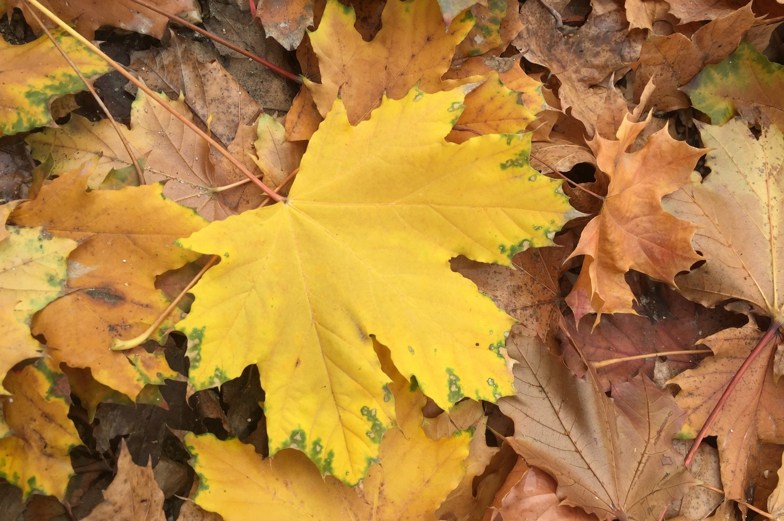 Download 2560x1700 Autumn Leaves, Maple, Fall Wallpaper for Chromebook Pixel