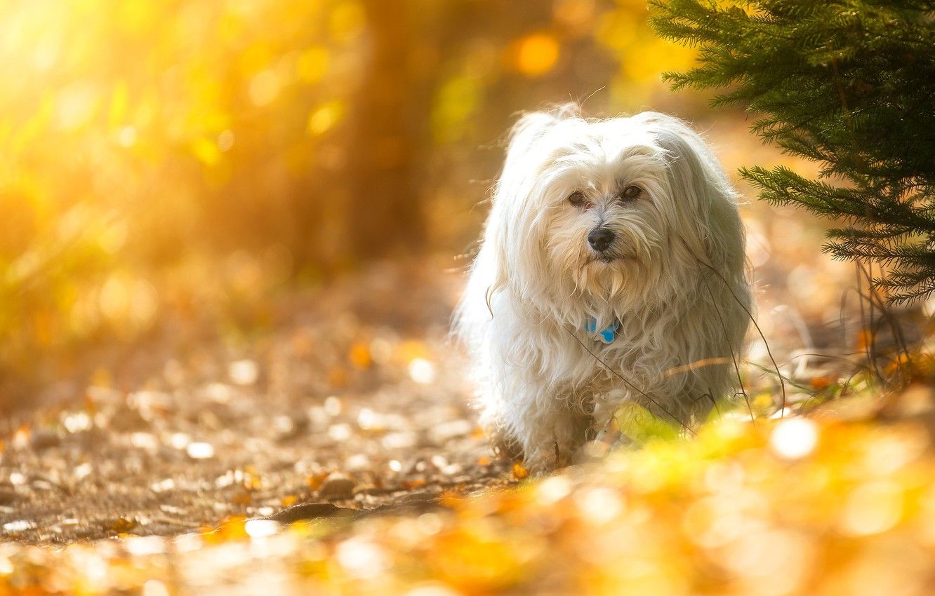 Wallpaper look, branches, dog, bokeh, The Havanese image for desktop, section собаки