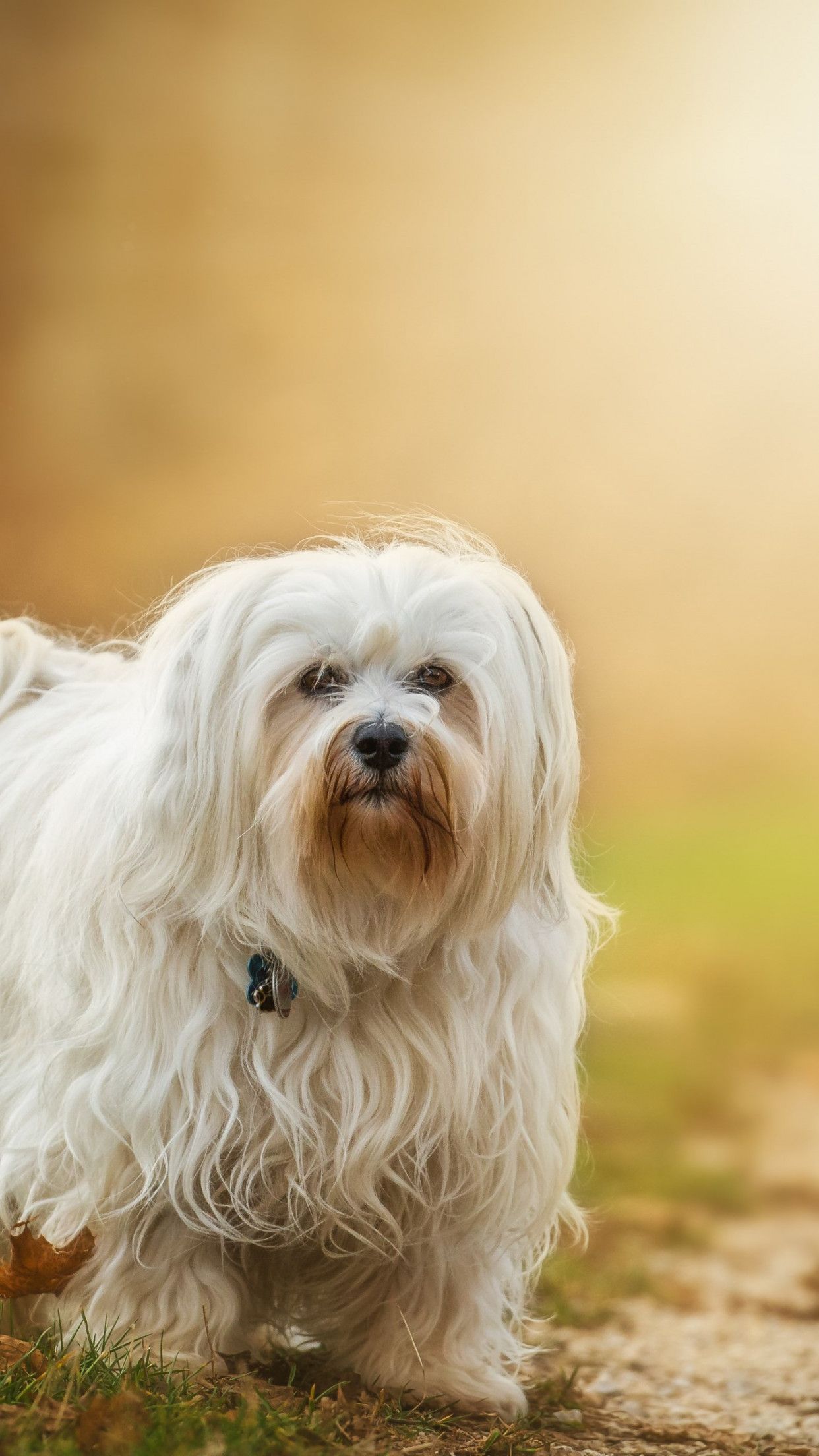 Download wallpaper: Havanese dog breed 1242x2208