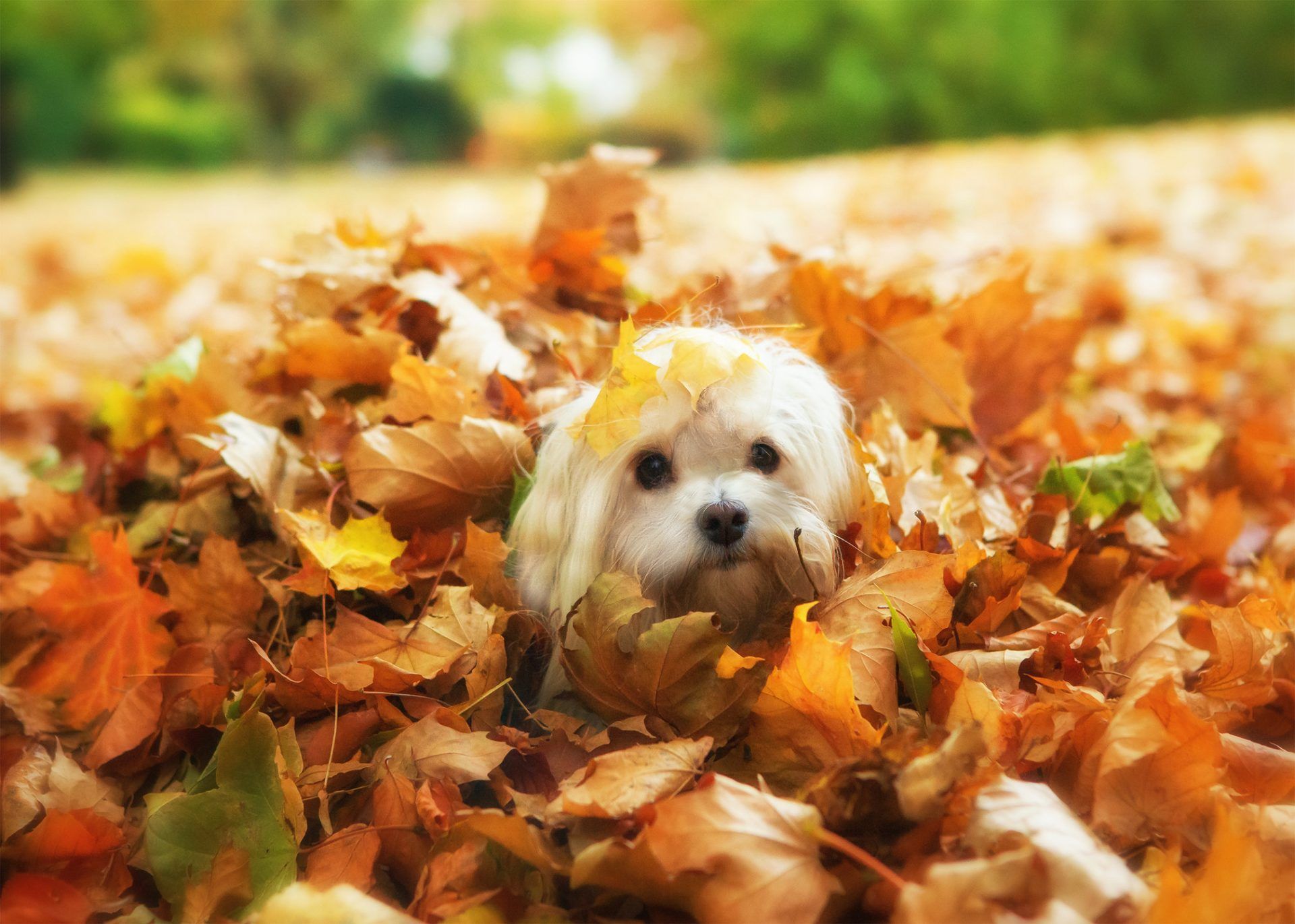 My Havanese HD Wallpaper New Tab