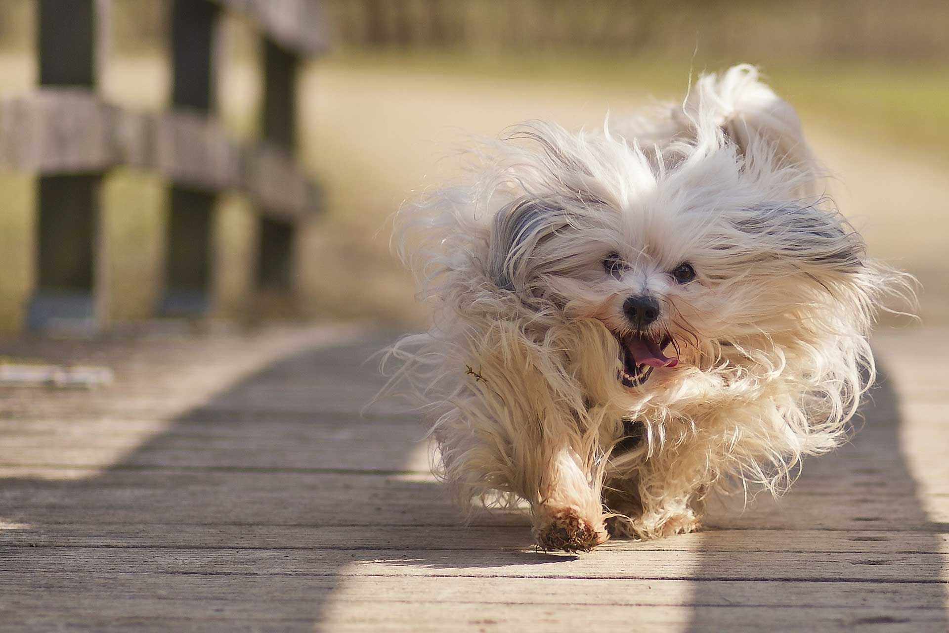 Havanese Wallpapers - Wallpaper Cave
