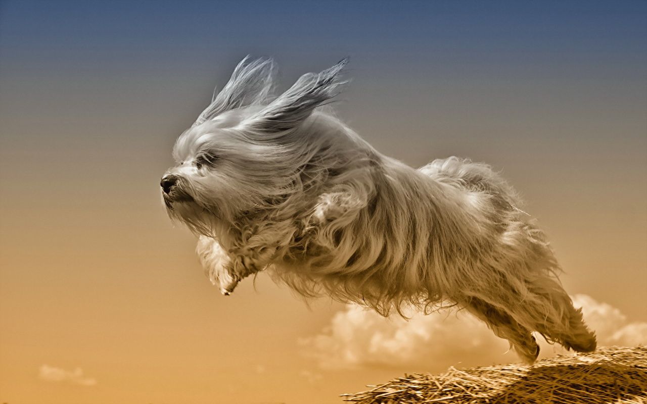 Desktop Wallpaper Havanese Bichon Dogs Jump animal