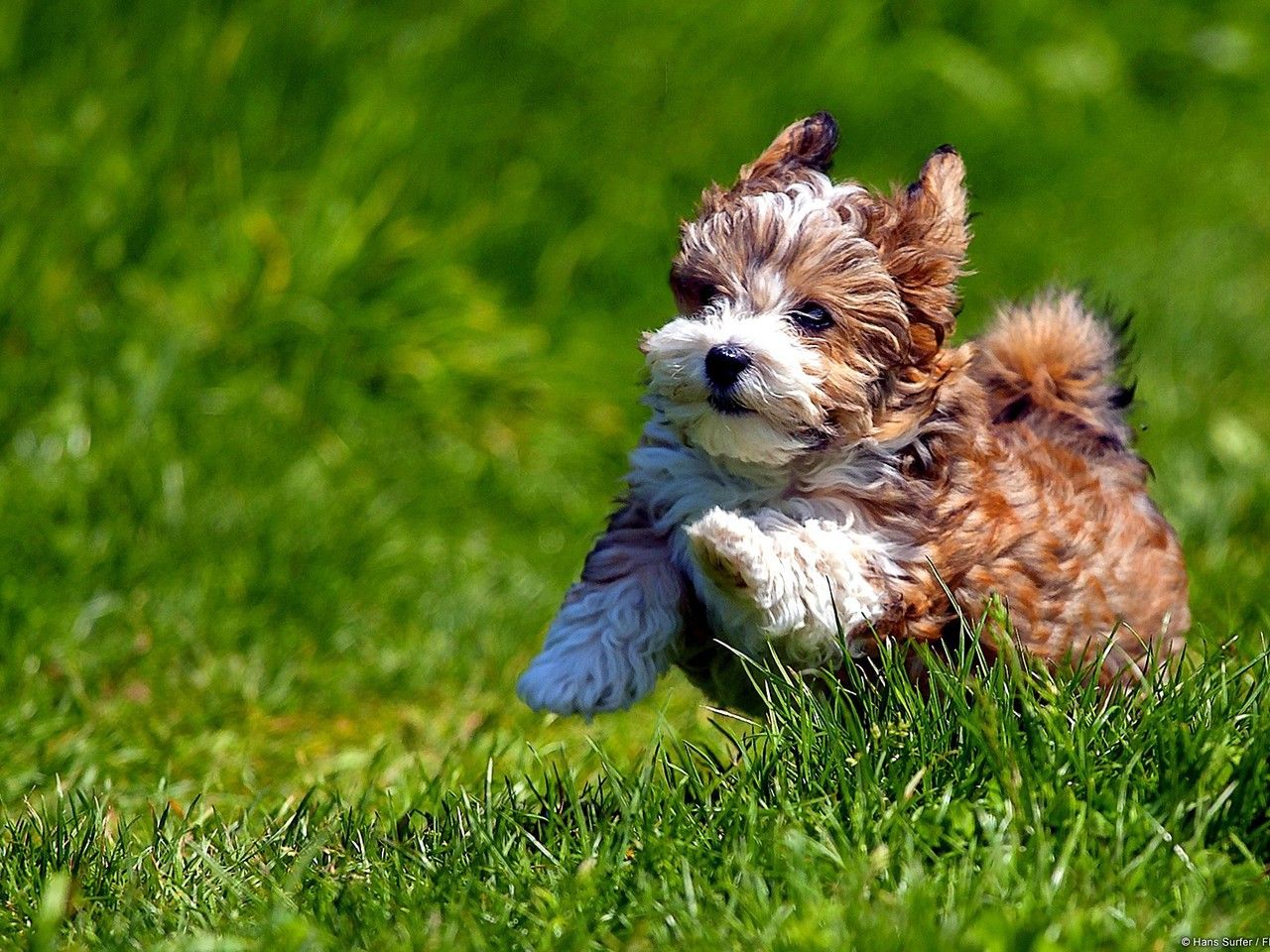 Havanese Wallpapers - Wallpaper Cave
