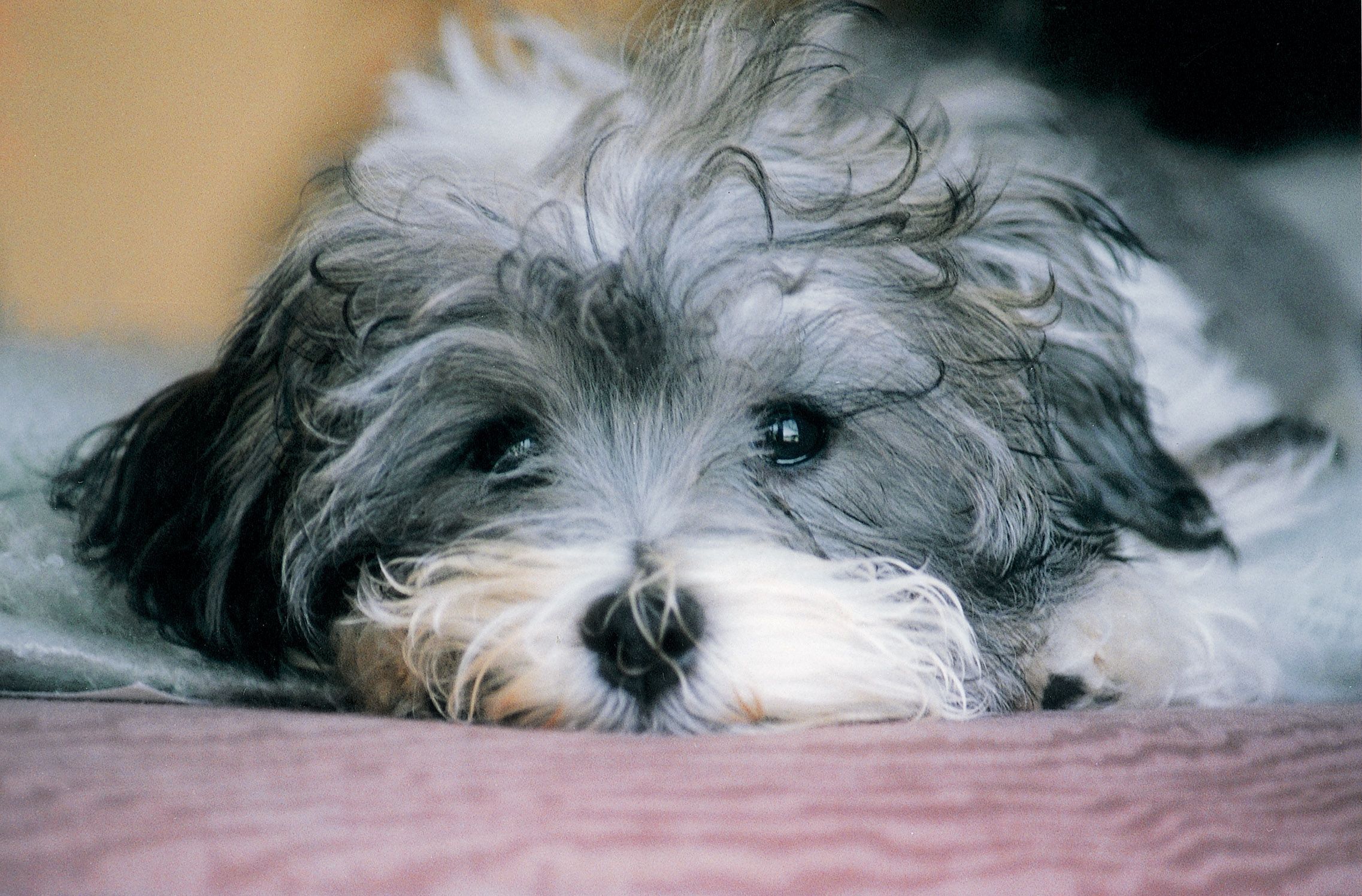 Havanese Wallpapers - Wallpaper Cave