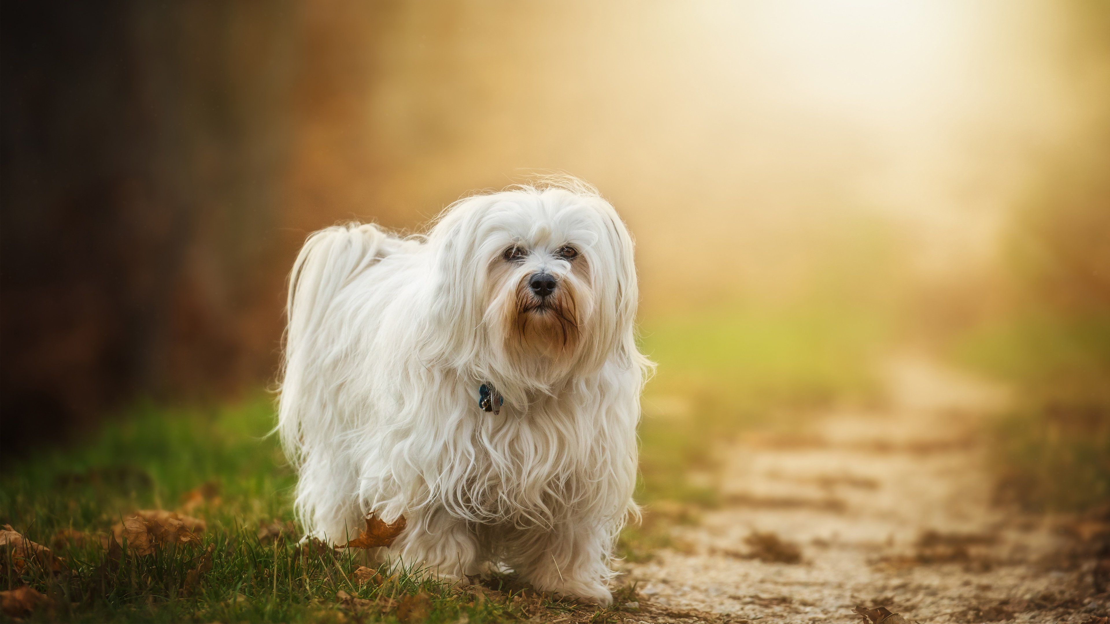Havanese 4K wallpaper for your desktop or mobile screen free and easy to download