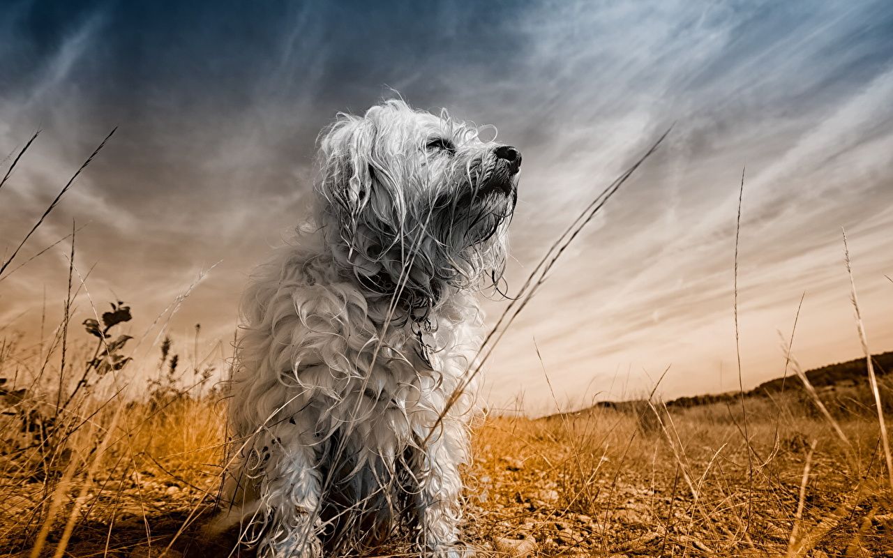 Desktop Wallpaper Havanese Bichon dog Sky Animals