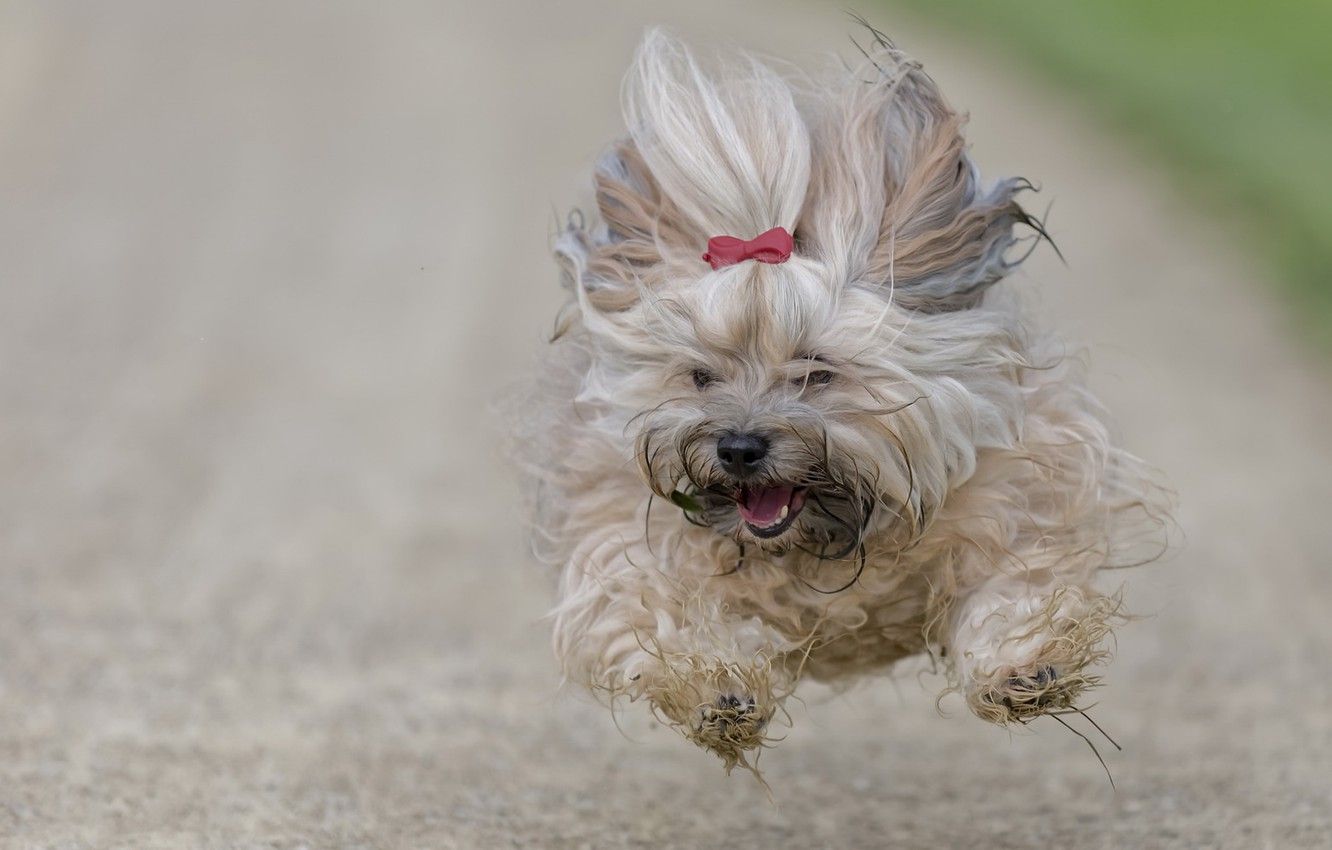 Wallpaper dog, running, flight, The Havanese image for desktop, section собаки