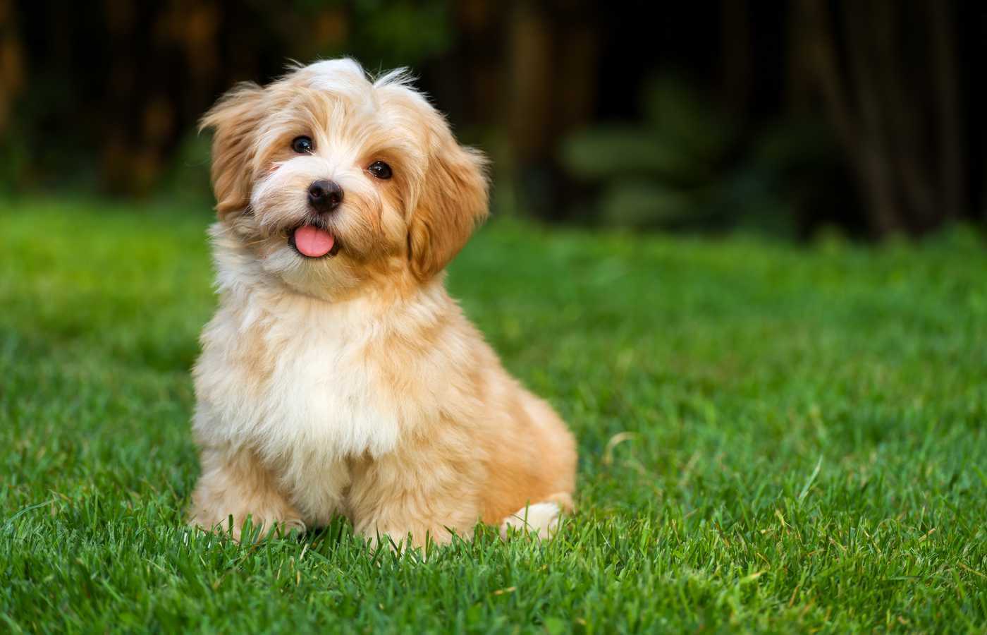 Havanese Dog Breed: Details, Cost, Origin, Facts, Image & More