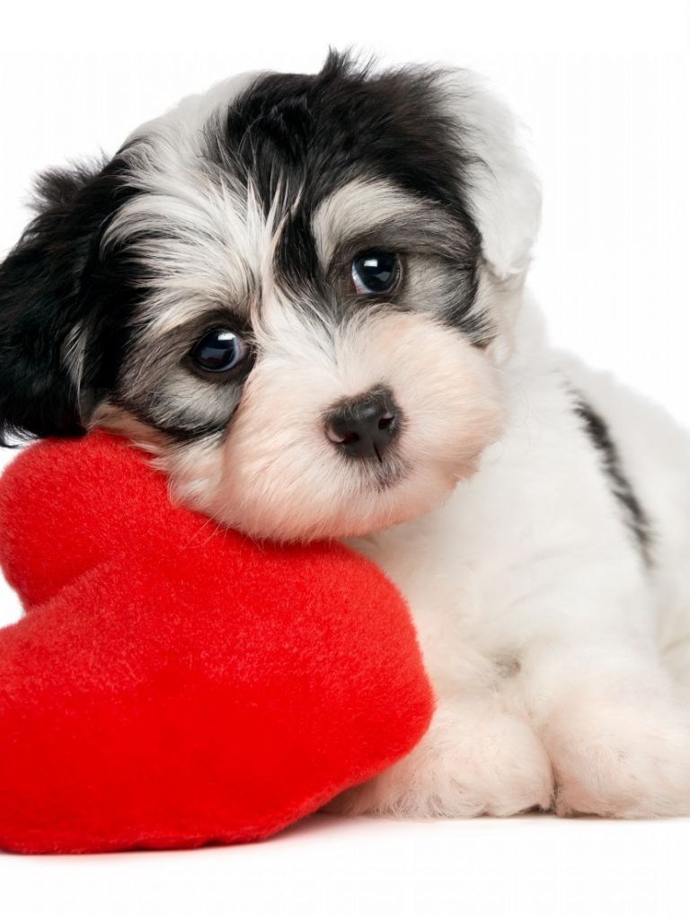 Free download dog with big heart photo and wallpaper Beautiful Havanese dog [1280x1103] for your Desktop, Mobile & Tablet. Explore Valentine's Day Dog Wallpaper. Valentine Wallpaper For Desktop