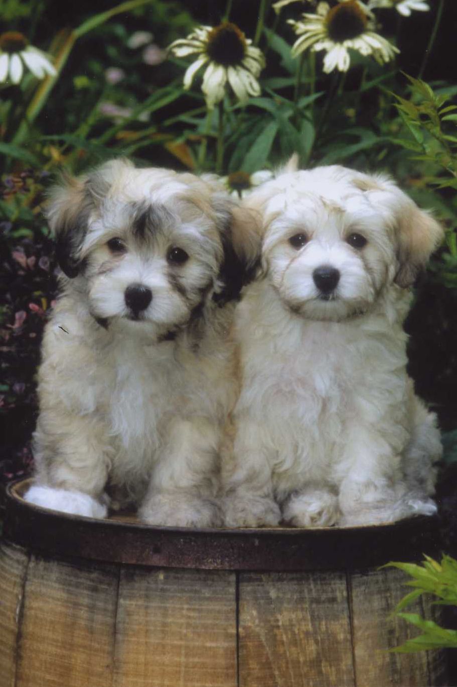 Two cute havanese dogs photo and wallpaper. Beautiful Two cute havanese dogs picture