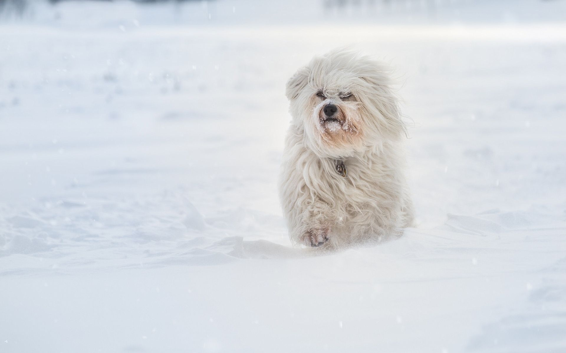 Havanese Running In Sbow 1080P Resolution HD 4k Wallpaper, Image, Background, Photo and Picture