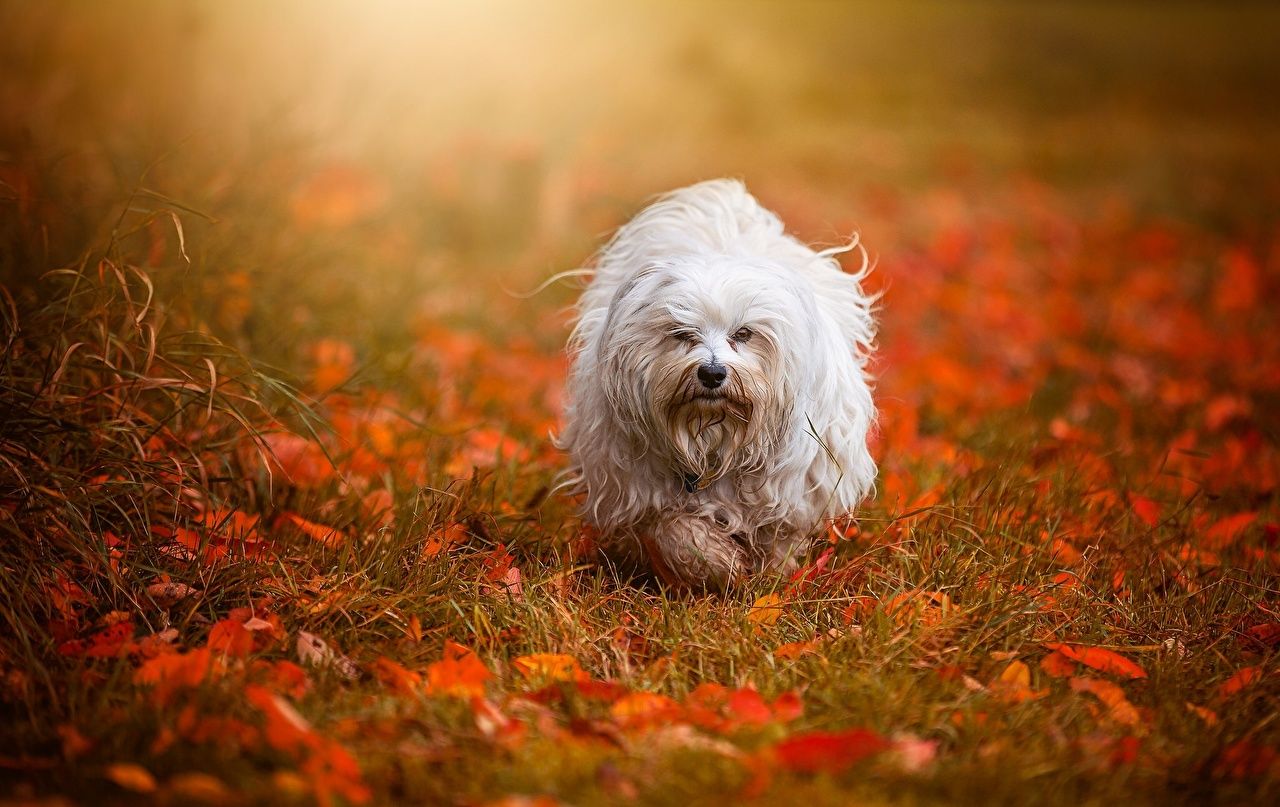 Havanese Wallpapers - Wallpaper Cave