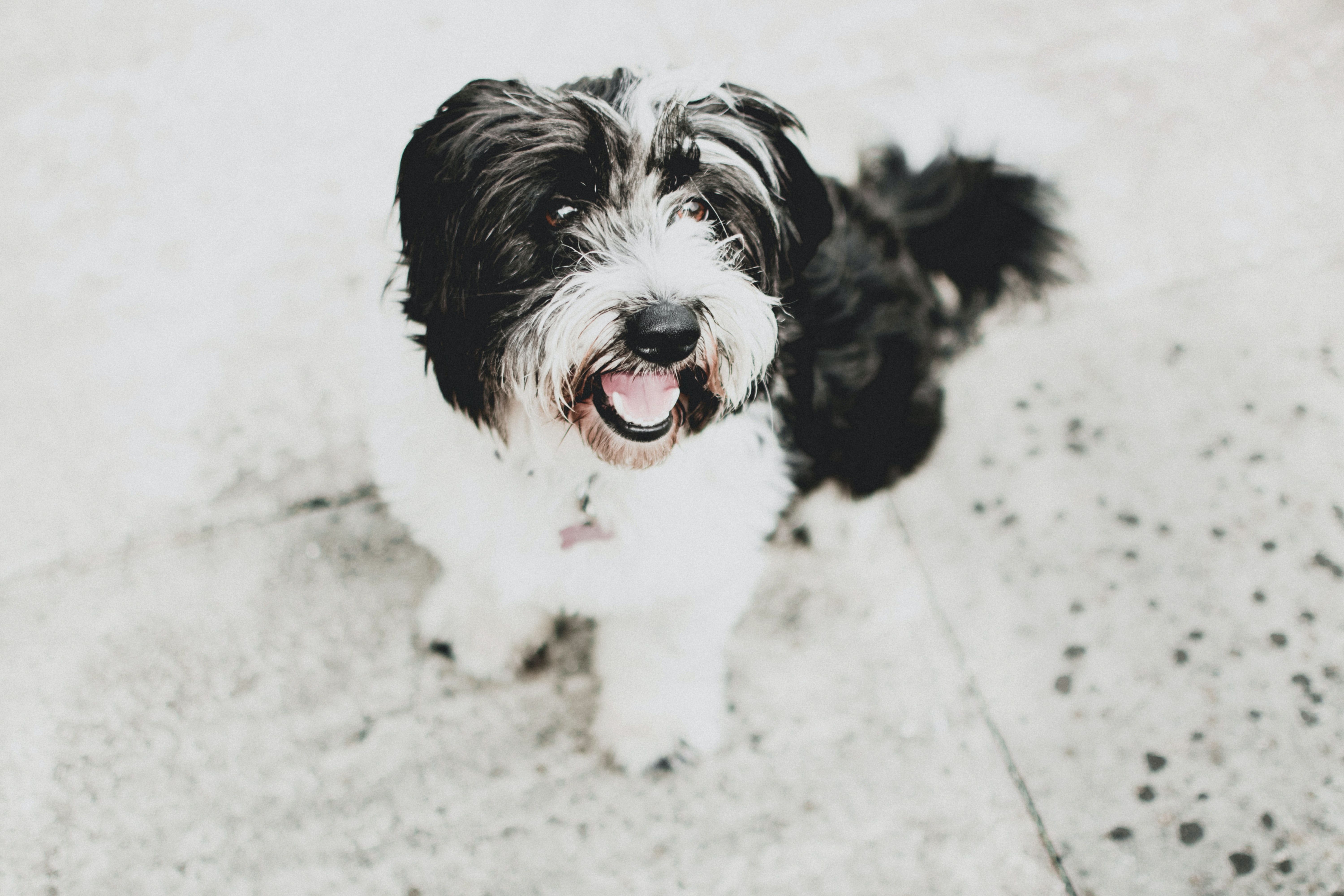 Black and White Havanese Dog · Free