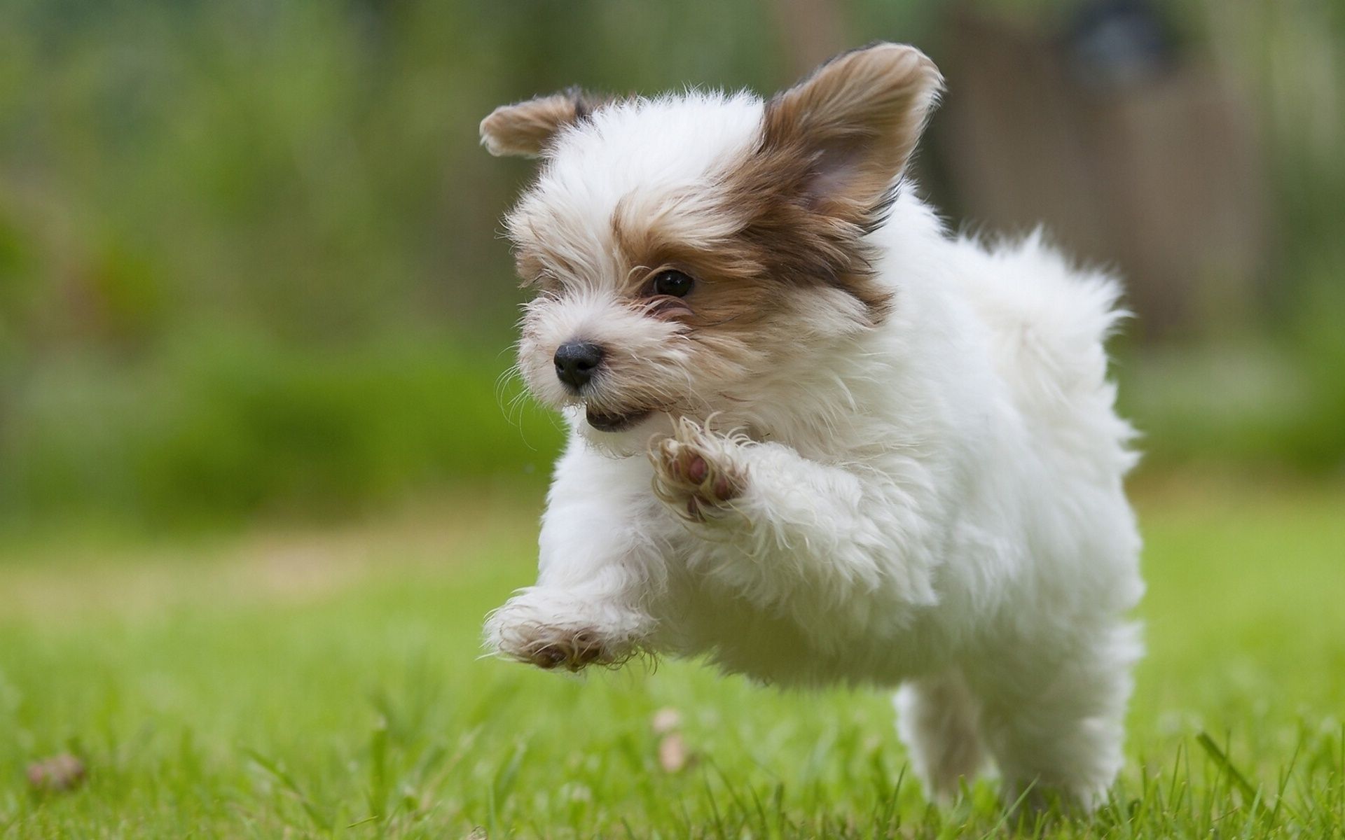 Dog Wallpaper puppy jump grass 1920x1200