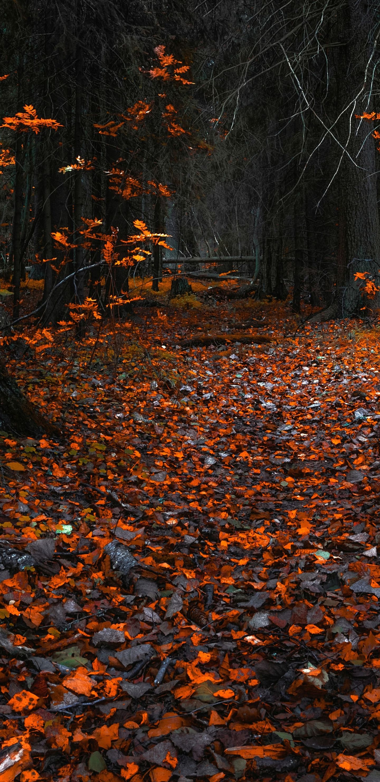 Download wallpaper 1440x2960 autumn, orange leaves, forest, nature, samsung galaxy s8, samsung galaxy s8 plus, 1440x2960 HD background, 16957