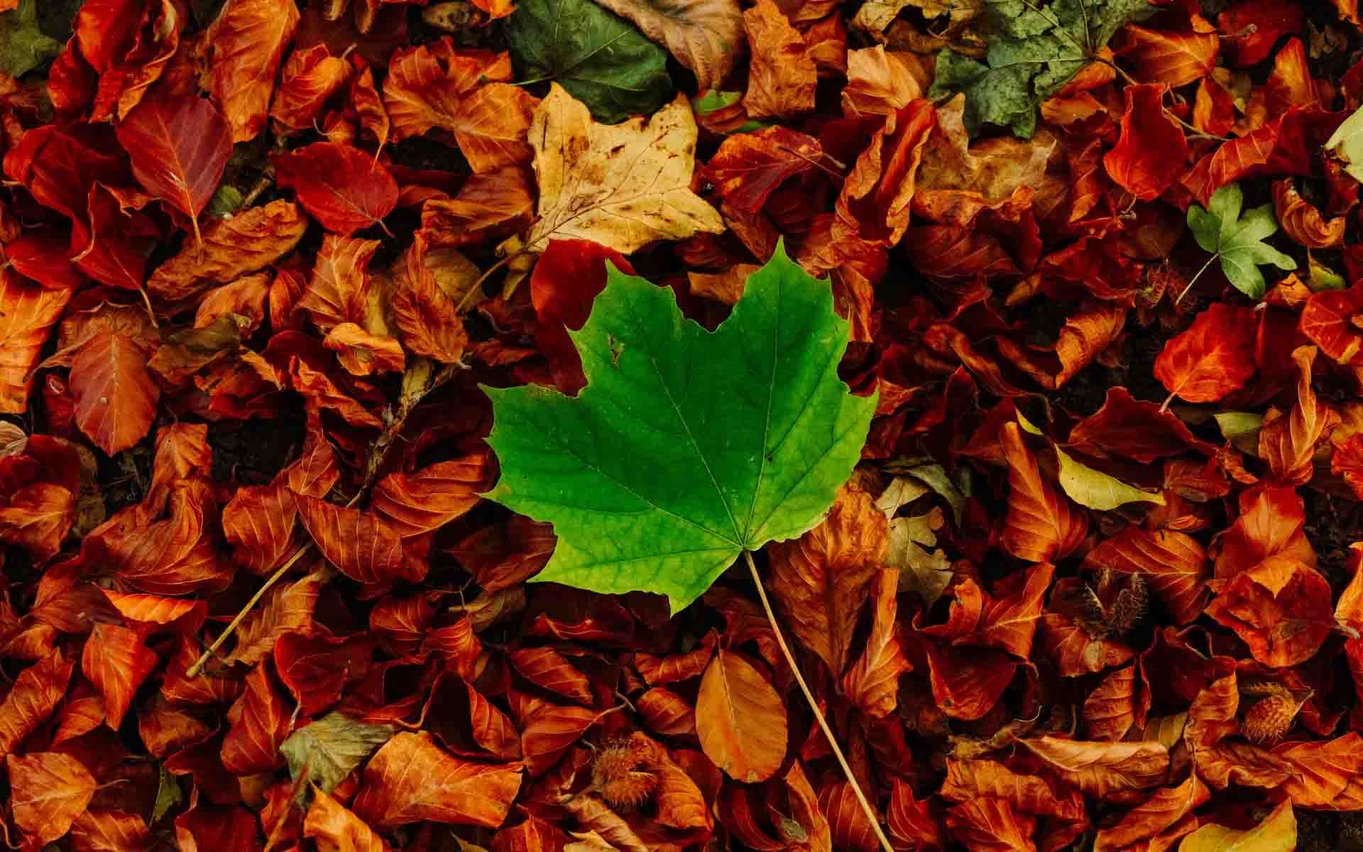 Maple leaves. Autumn wallpaper hd, Wallpaper stores, Phone background