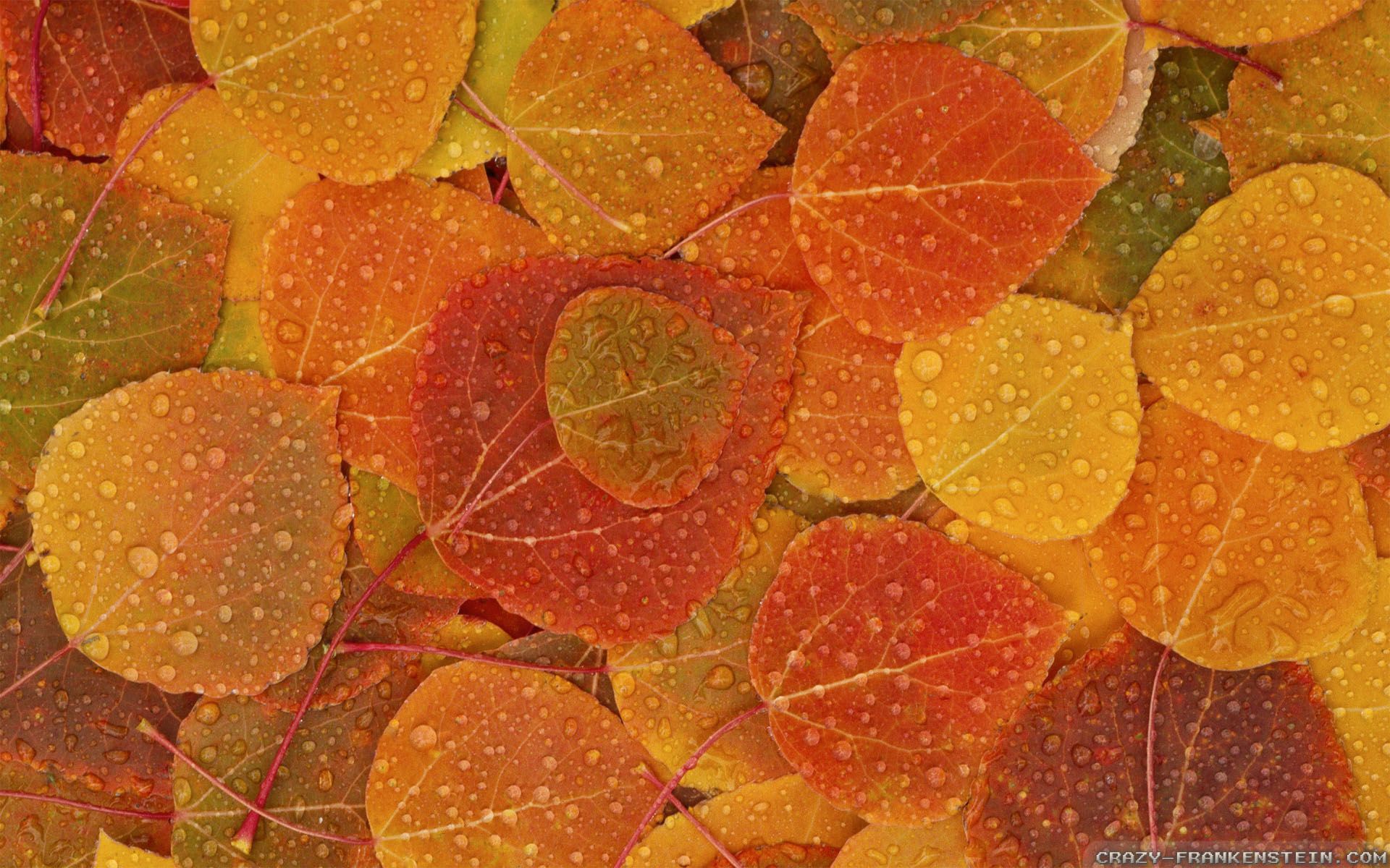 Fall Leaves wallpaper