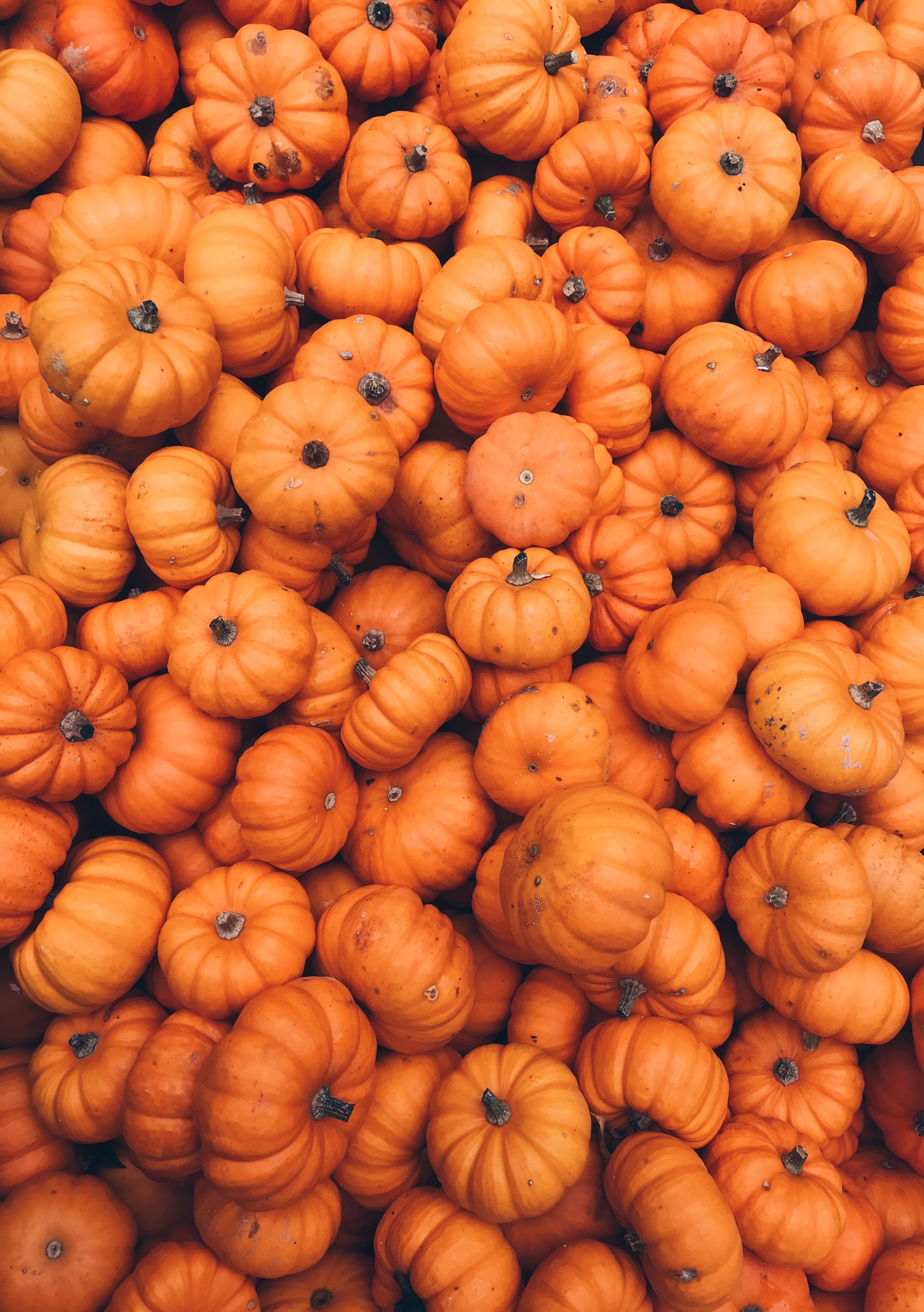 Aesthetic Pumpkin Wallpaper Free Aesthetic Pumpkin Background