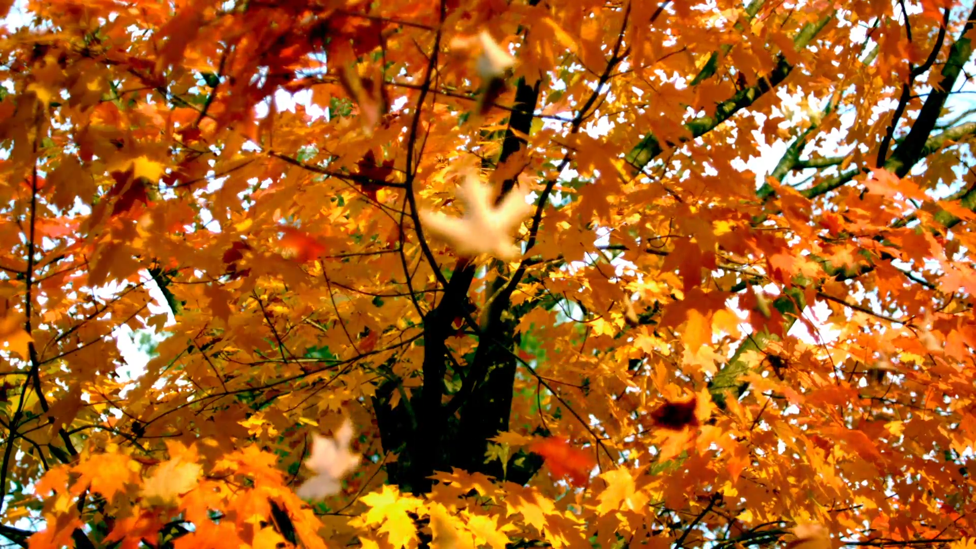 Watch Ambient Autumn Fall