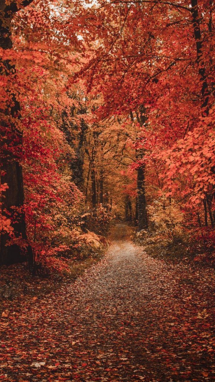 Forest, Colorful Leaves, Fall, Path, Autumn. Fall picture nature, Fall wallpaper, iPhone wallpaper fall