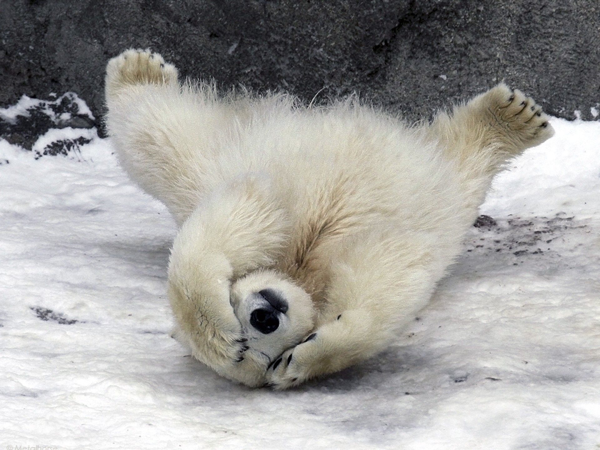 Polar, Pet Image,animals, Baby, Cute, Animal Wallpapers Bears, Animals, Wildlife,.jpg