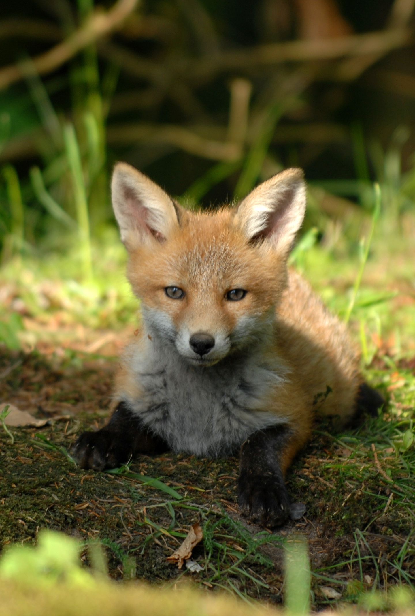 Cute, Baby Fox, Animal, Wallpapers