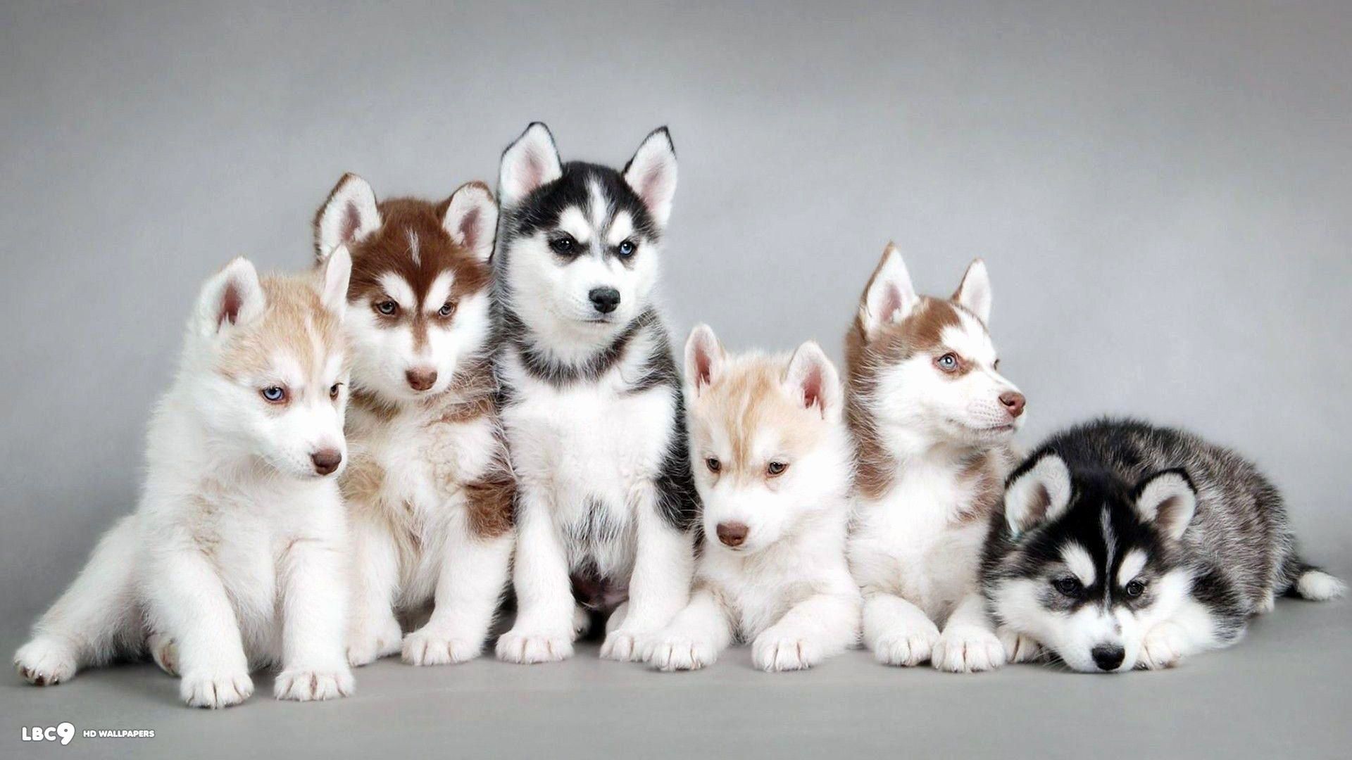 Baby Husky Wallpapers Beautiful Cute Baby Animals Siberian Husky Wallpapers Hd – Backgrounds Wallpapers Hd Combination