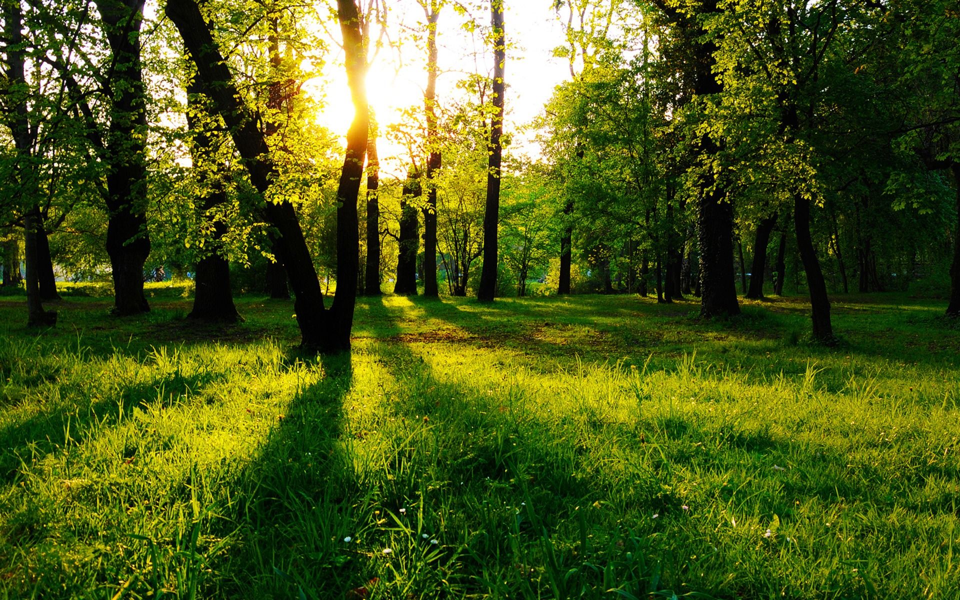 Sun Between Trees Wallpaper Landscape Nature Wallpaper in jpg format for free download