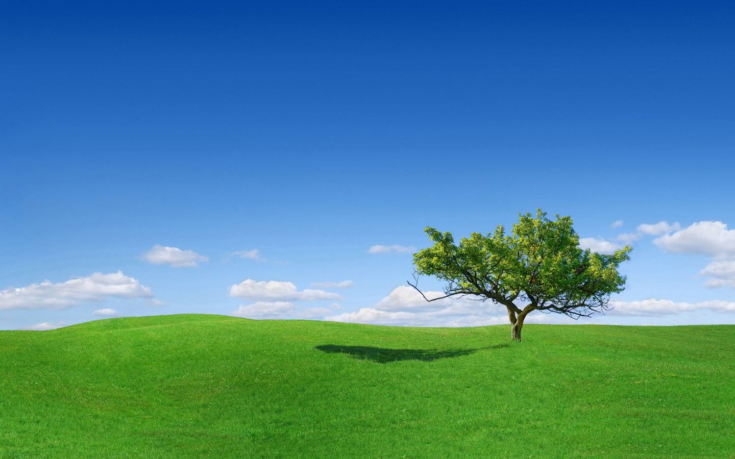 Wallpaper Tree, Alone, Landscape, Green grass, Nature,. Wallpaper for iPhone, Android, Mobile and Desktop