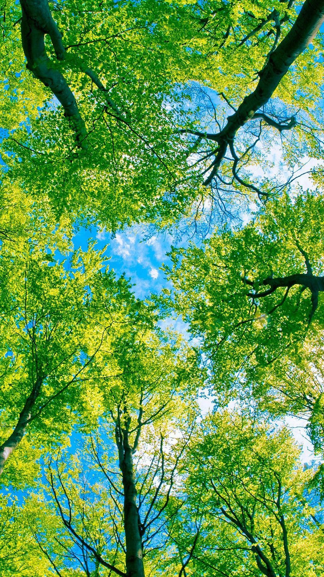 Under Green Trees htc one wallpaper. Nature iphone wallpaper, Green nature, Nature wallpaper