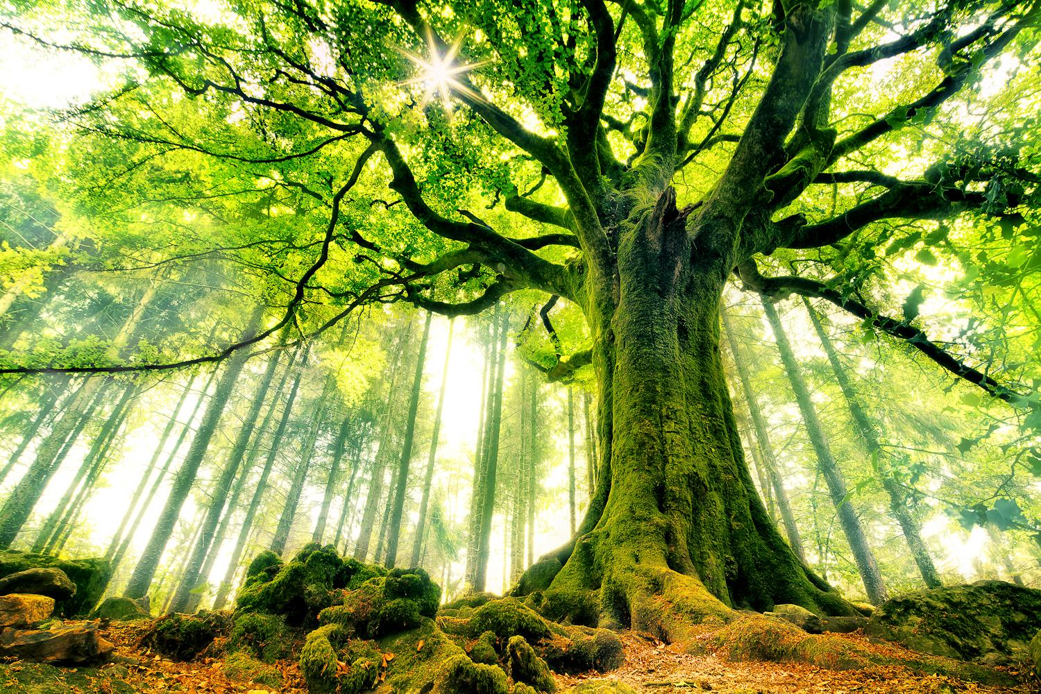 Nature Trees Wallpaper Desktop Background